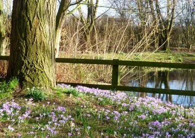 flowers-lake-400x284.jpg