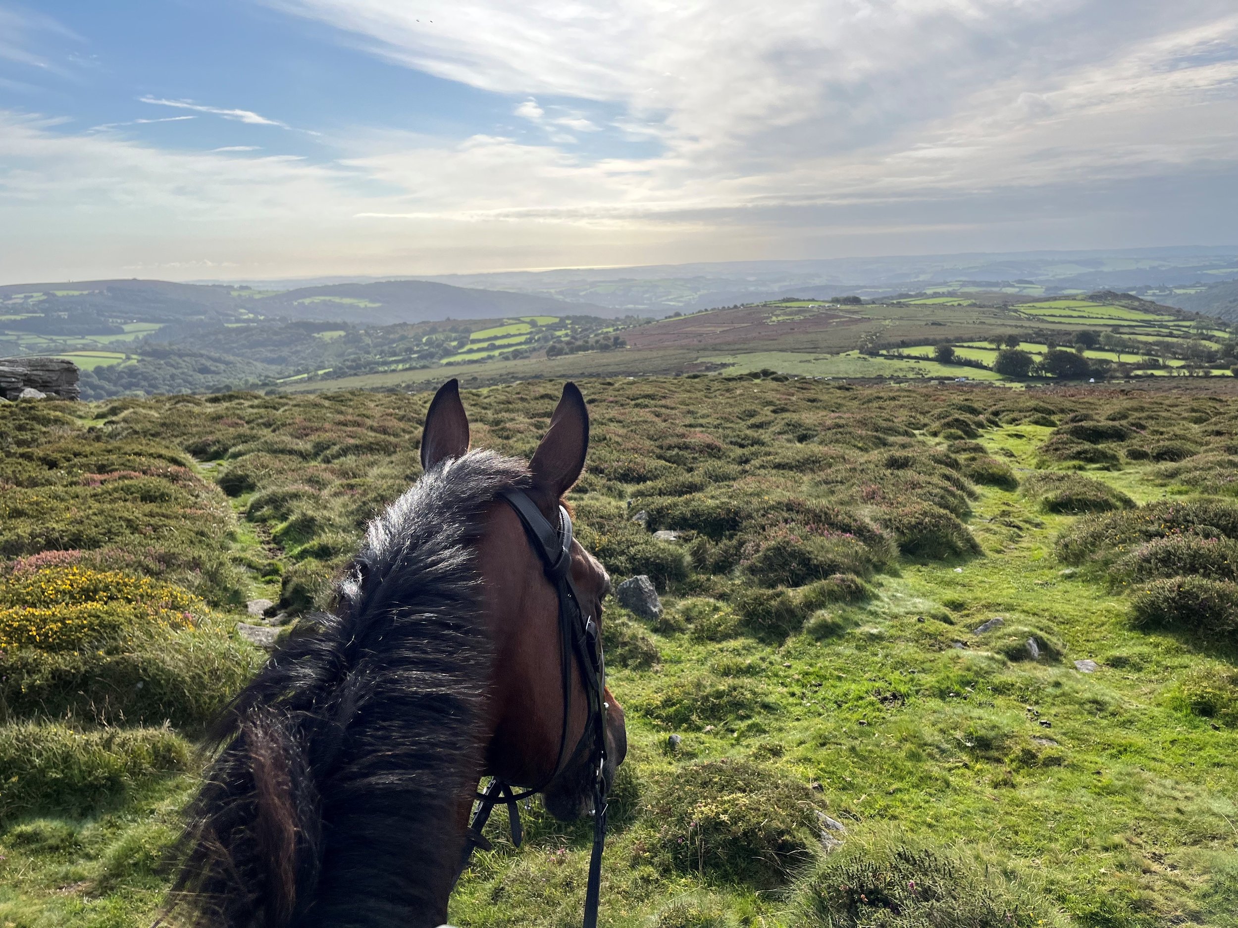 A horse with a dark mane facing a sprawling green Dartmoor landscape near Scorhill Stone Circle