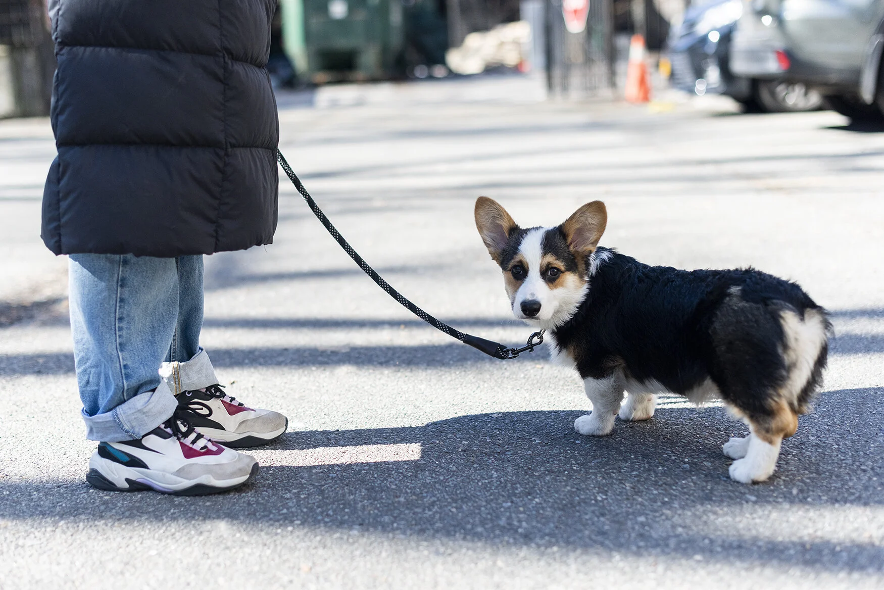         Let's Talk About Dog Attacks
