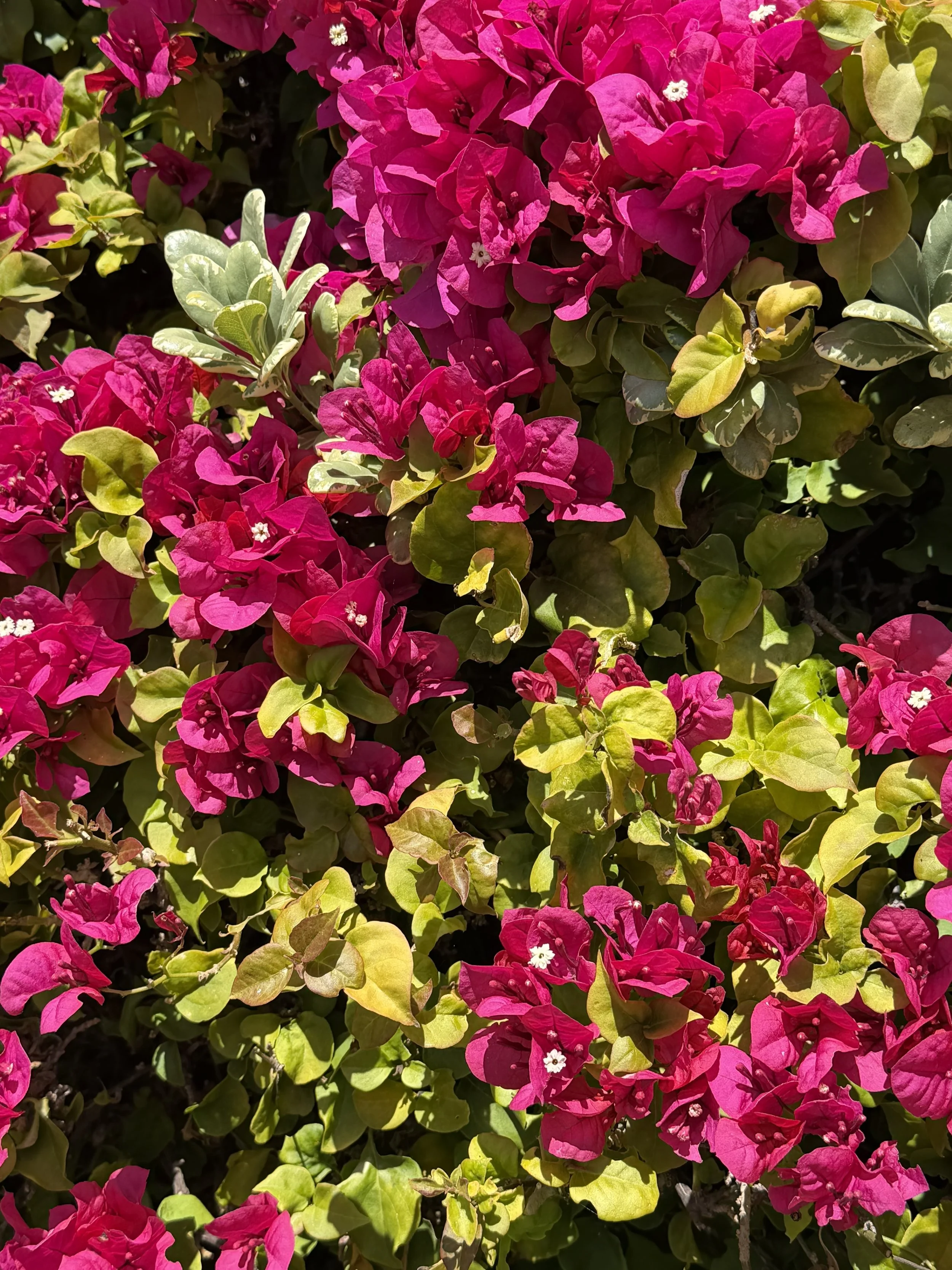 Leap and the Net Will Appear