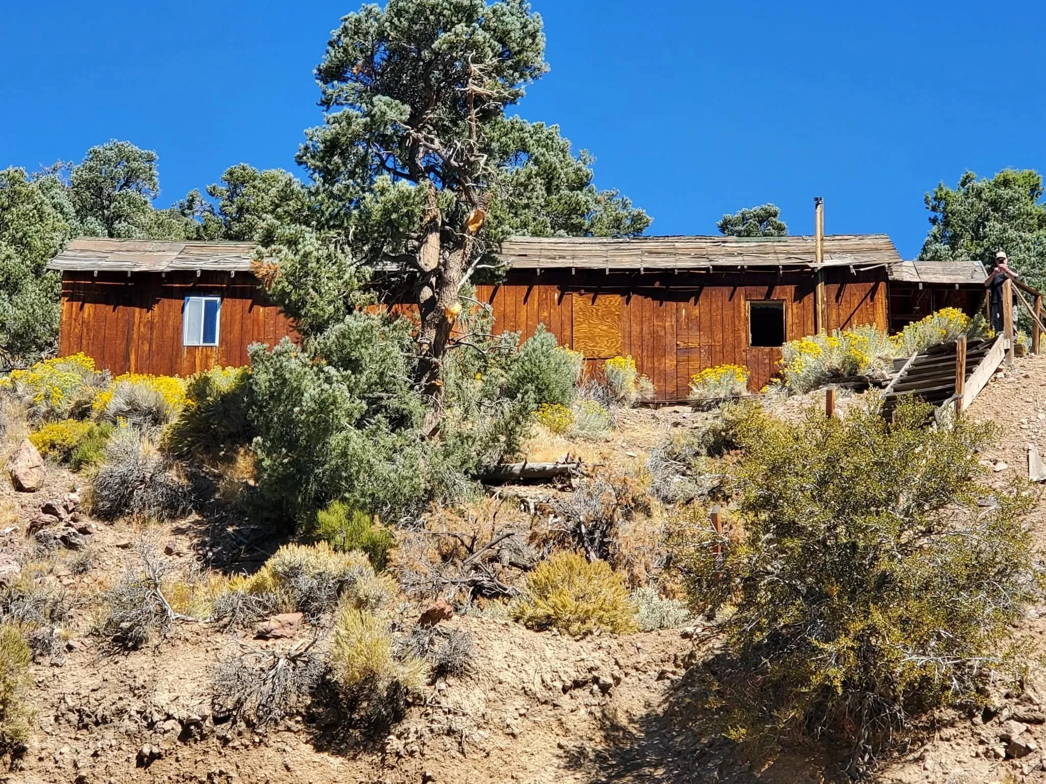 Rustic wooden ghost town building surrounded by blooming desert wildflowers near Fish Lake Valley, Nevada
