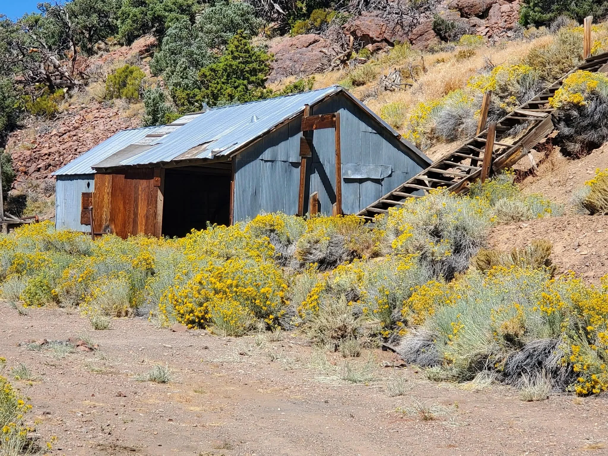 Weathered historic mining shack surrounded by blooming yellow rabbitbrush near Fish Lake Valley, Nevada