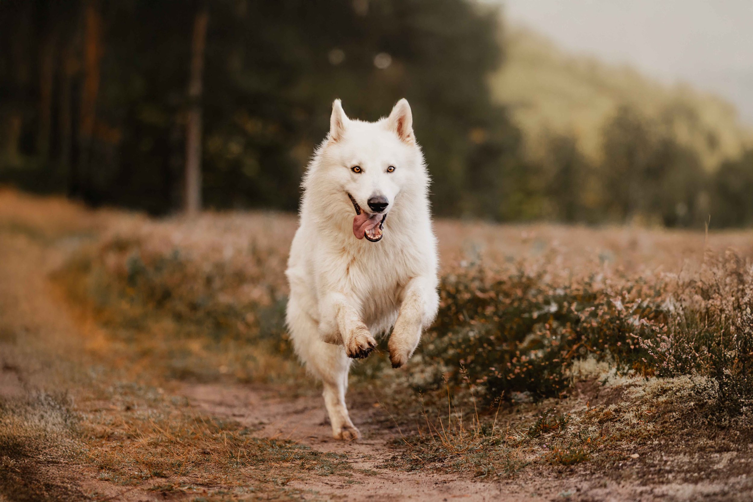 Weißer Hund läuft fröhlich über einen Sandweg durch die Heide, die Zunge hängt locker heraus