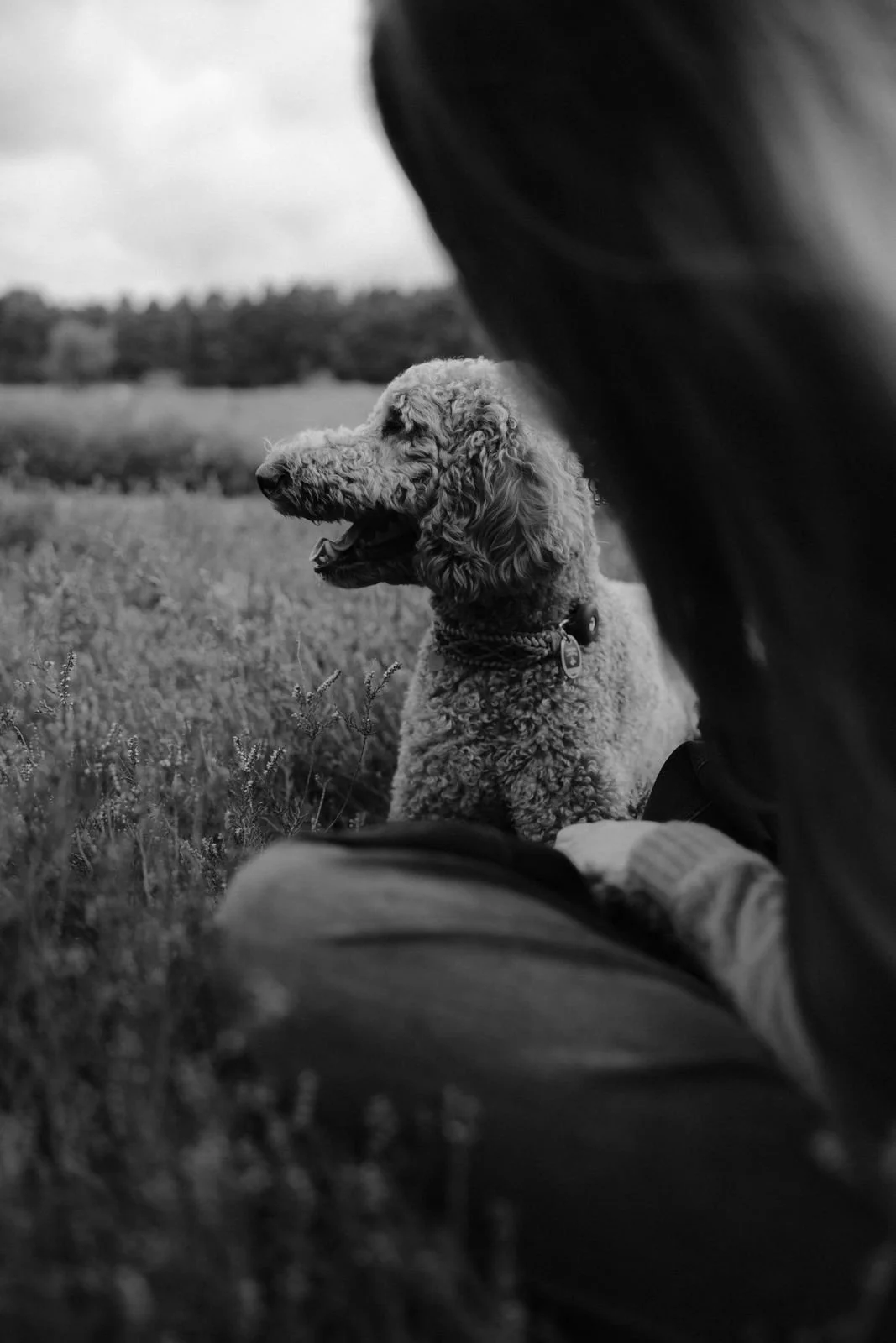 Schwarz-Weiß-Aufnahme eines Hundes, der auf einer Wiese sitzt und in die Ferne blickt