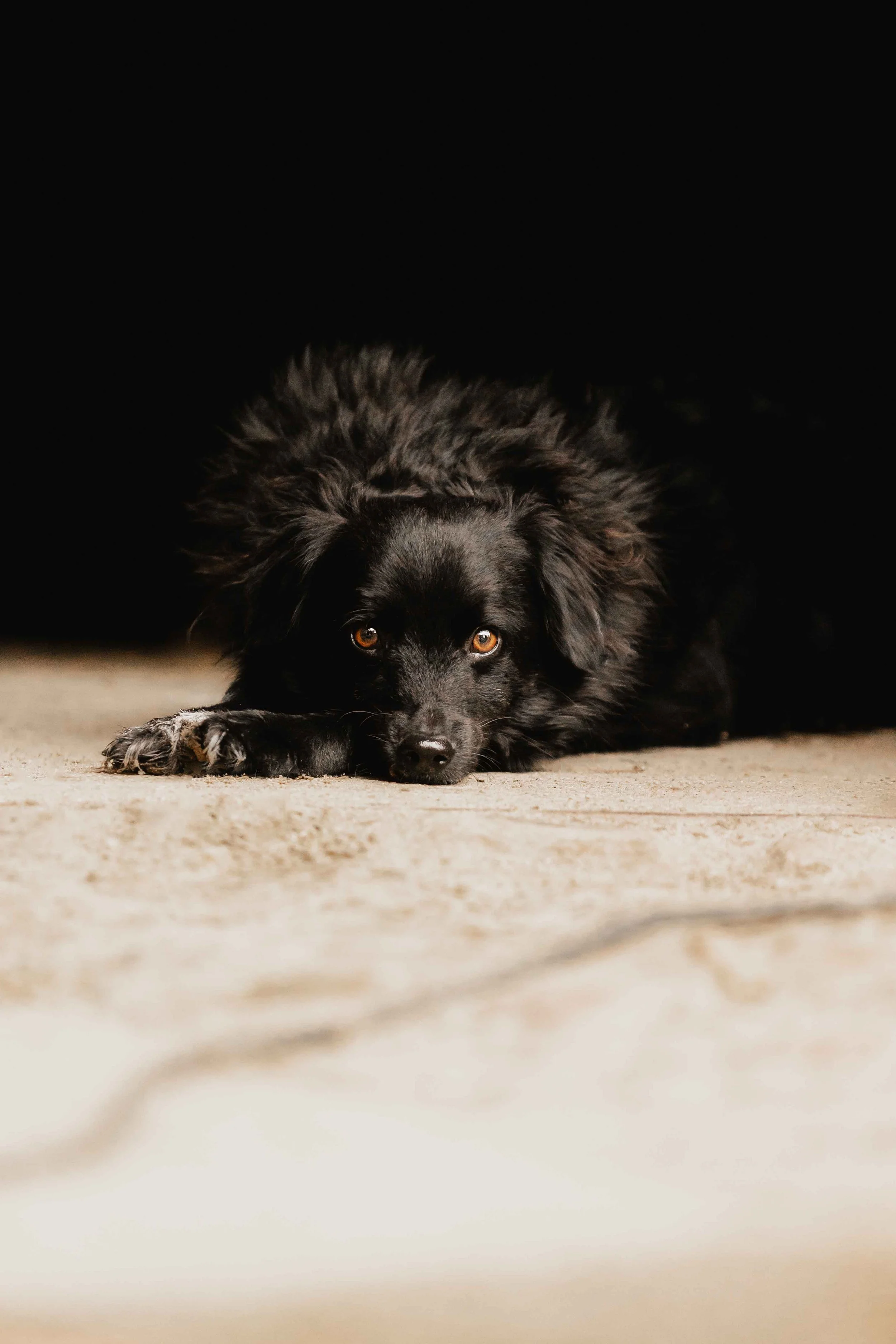 Schwarzer Hund liegt auf dem Boden und blickt mit warmen braunen Augen in die Kamera, sanft beleuchtet vor dunklem Hintergrund