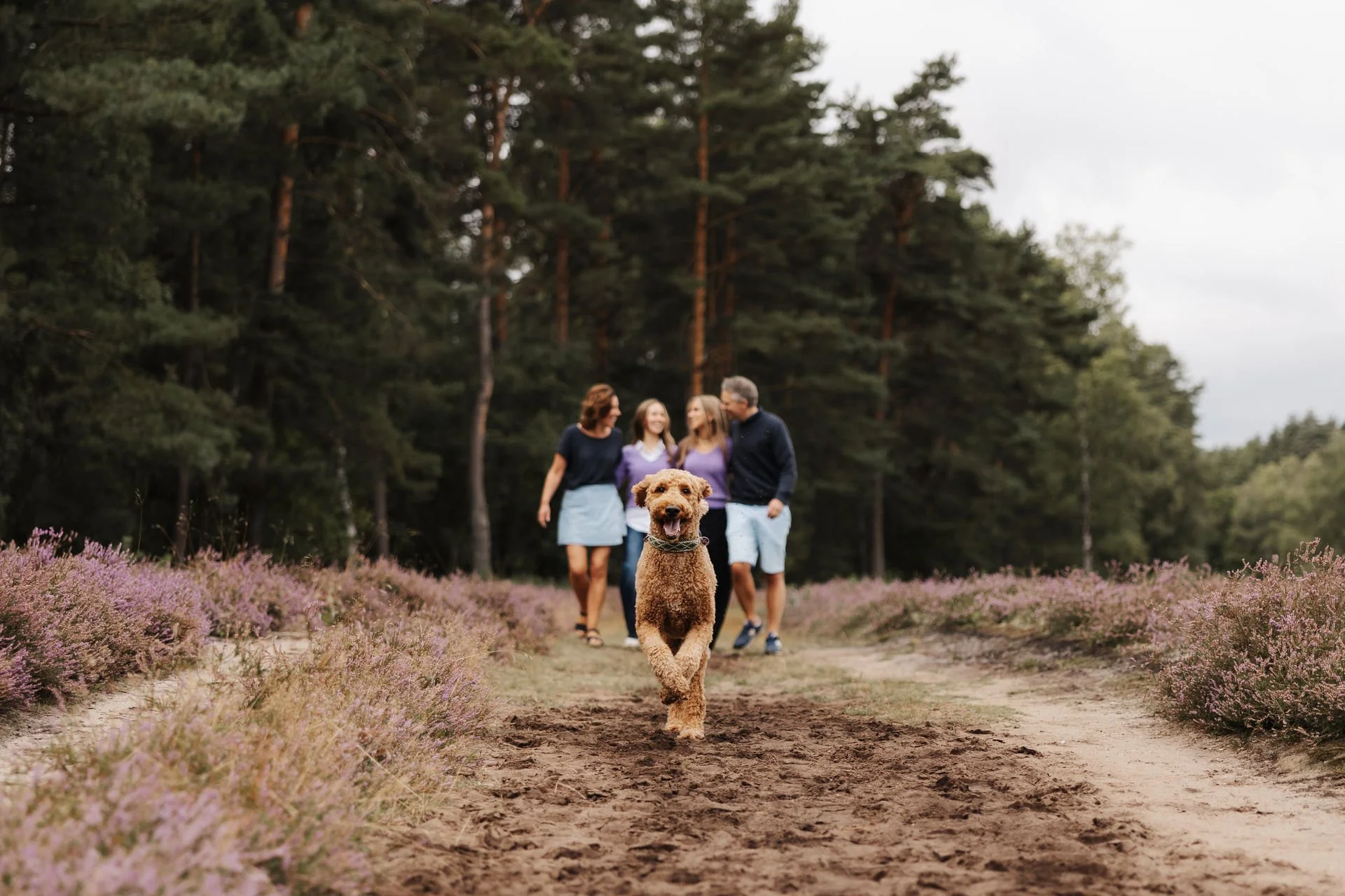 Hund läuft auf einem Weg durch die blühende Heide auf die Kamera zu, während eine vierköpfige Familie im Hintergrund gemeinsam spaziert