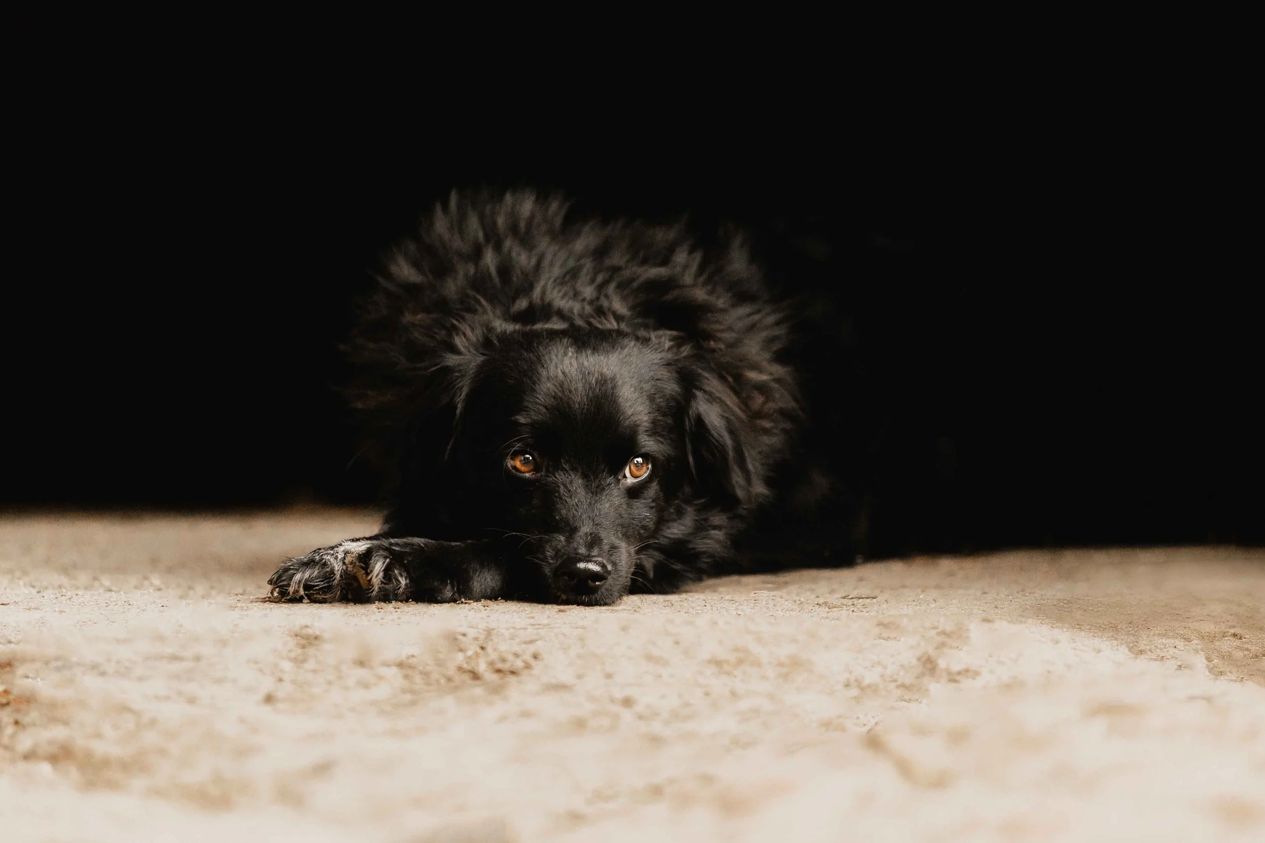 Schwarzer Hund liegt entspannt auf dem Boden und blickt aufmerksam nach vorn, warmes Licht betont sein glänzendes Fell und die ruhige Stimmung