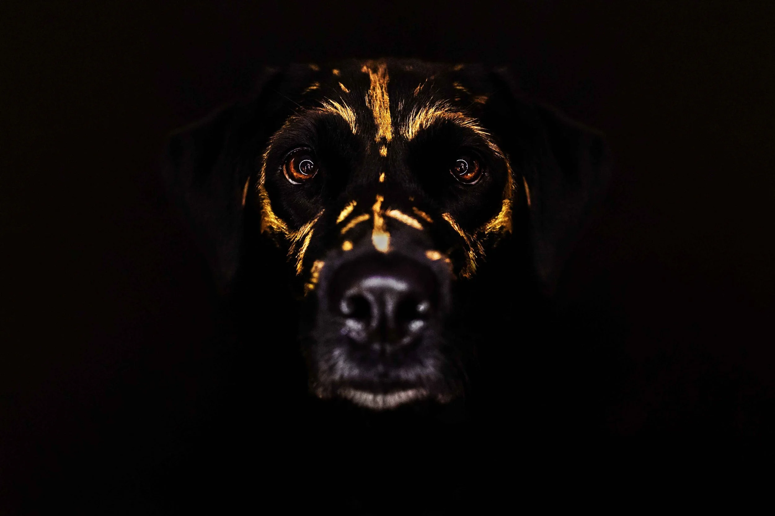 Ausdrucksstarkes Hundefoto mit goldener Bemalung auf schwarzem Fell vor dunklem Hintergrund