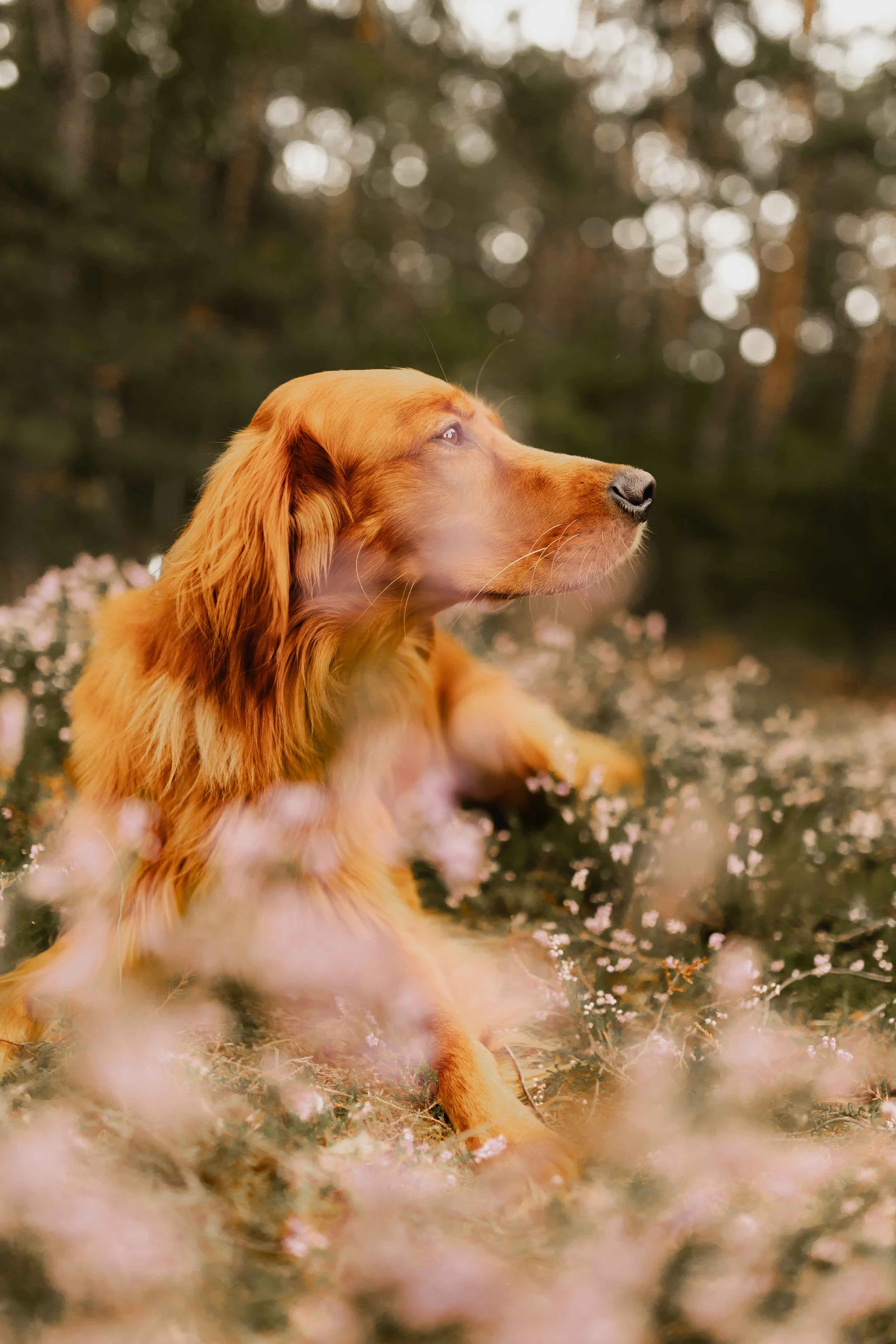 Golden Retriever liegt in der blühenden Heide und blickt aufmerksam in die Ferne, sanftes Licht und warme Farben betonen seine Ruhe und Eleganz