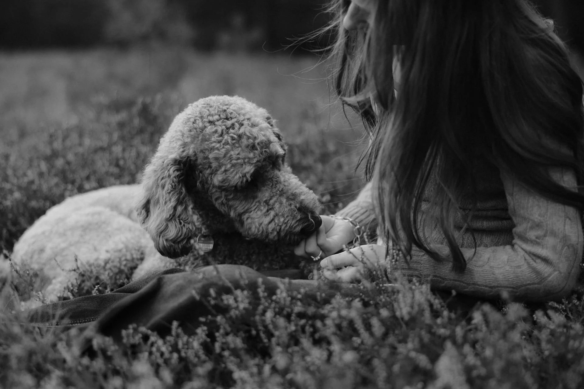 Frau und Hund liegen gemeinsam in der blühenden Heide und berühren sich liebevoll mit der Nase