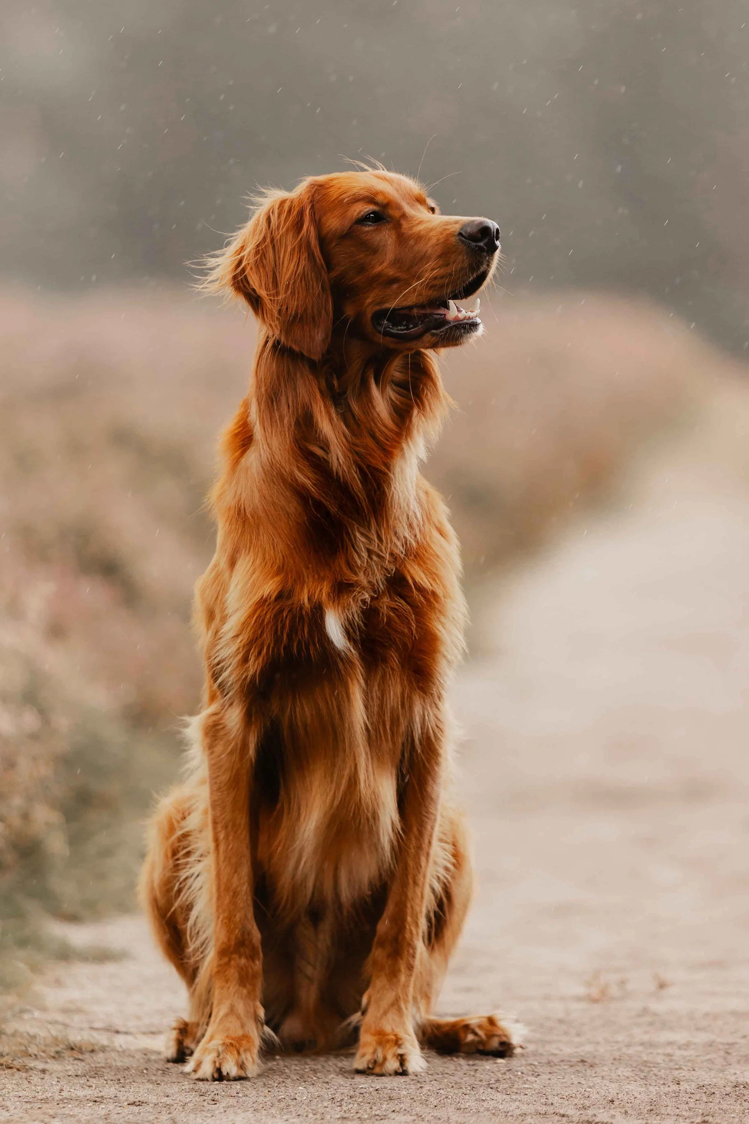 Golden Retriever sitzt aufmerksam auf einem sandigen Weg in der Heide, feine Regentropfen fallen auf sein Fell und schaffen eine ruhige, natürliche Stimmung