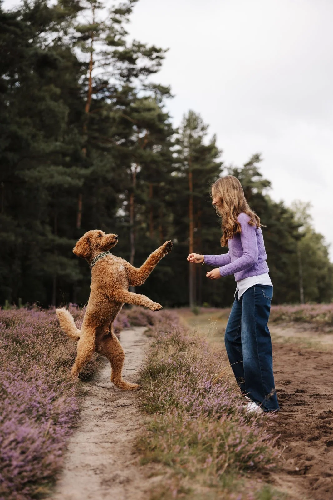 Frau spielt mit ihrem Hund zwischen blühender Heide, während der Hund auf den Hinterbeinen steht