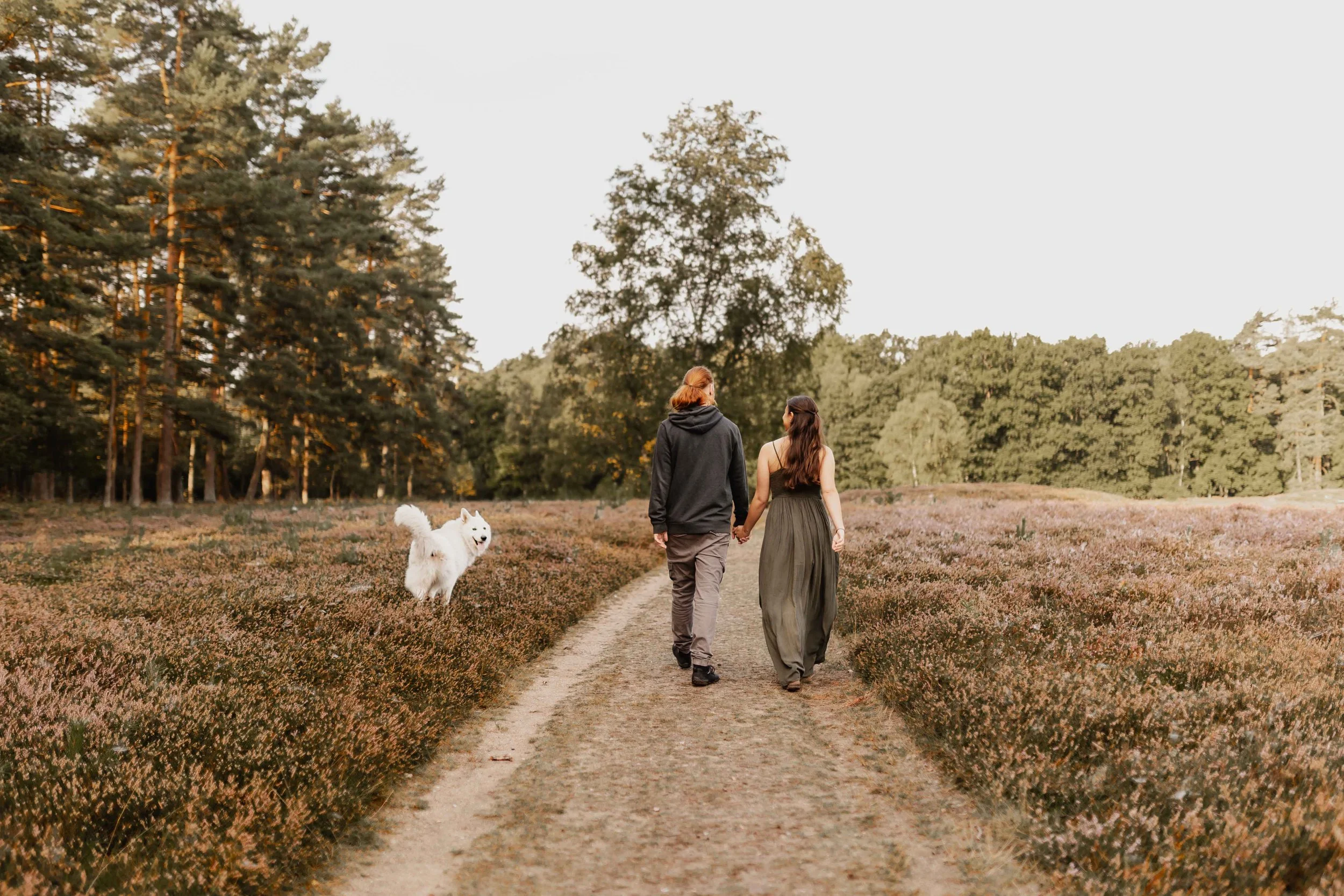 Paar geht Hand in Hand mit ihrem weißen Hund auf einem Weg durch die blühende Heide bei sanftem Abendlicht