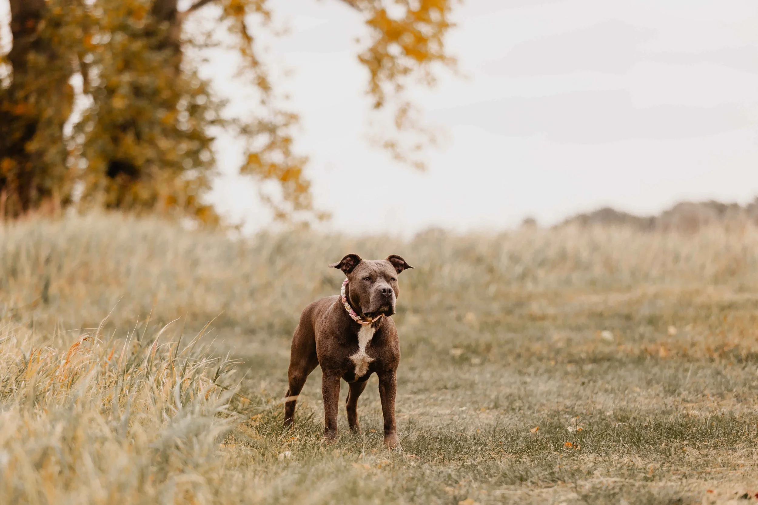 Grauer Hund steht aufmerksam auf einer herbstlichen Wiese, im Hintergrund leicht verschwommene Bäume und sanftes Licht