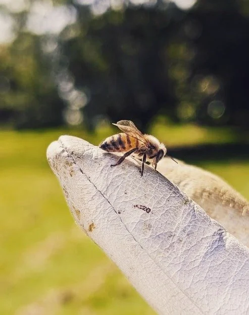 Beekeeping teaches you patience, respect, and stillness. You can&rsquo;t rush bees &mdash; they won&rsquo;t be hurried, and they&rsquo;ll sense if you&rsquo;re not present.
