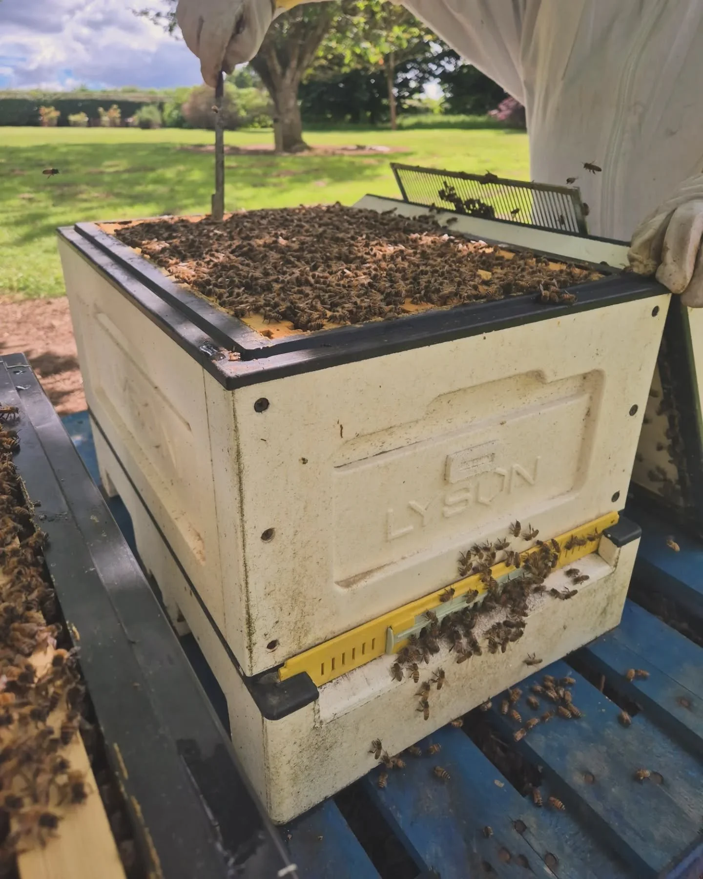 Another fantastic bee inspection, training up Andy to care for the bees whilst we are away