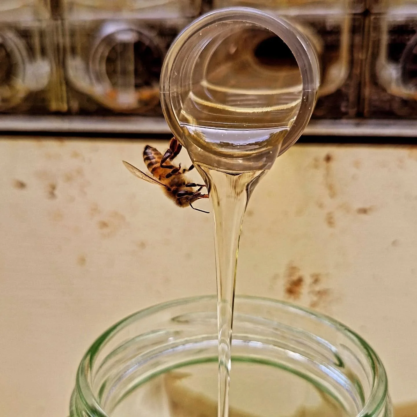 Reaping the rewards of wildflower nectar! 😊🐝