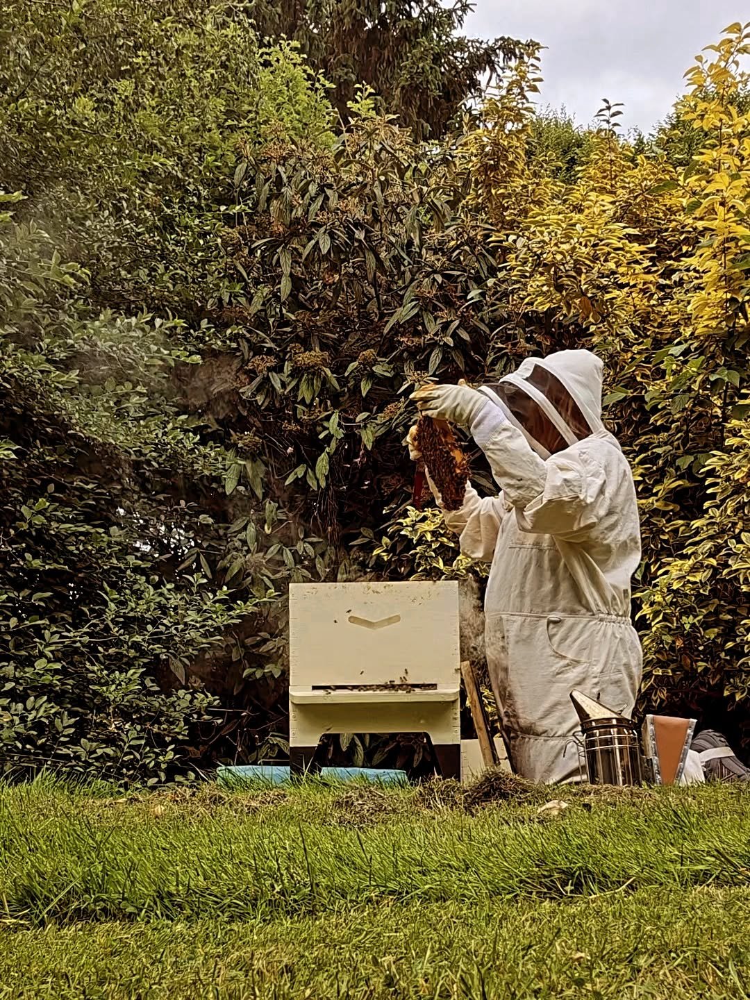 🌼 Inspecting the @flowhive 🌼

Yesterdays inspections I did on my own, and it was so relaxing. As I left the apiary I spotted a little 🐝 resting on my veil, but after a double take I realised she was inside my suit 😅 thankfully I managed to finish
