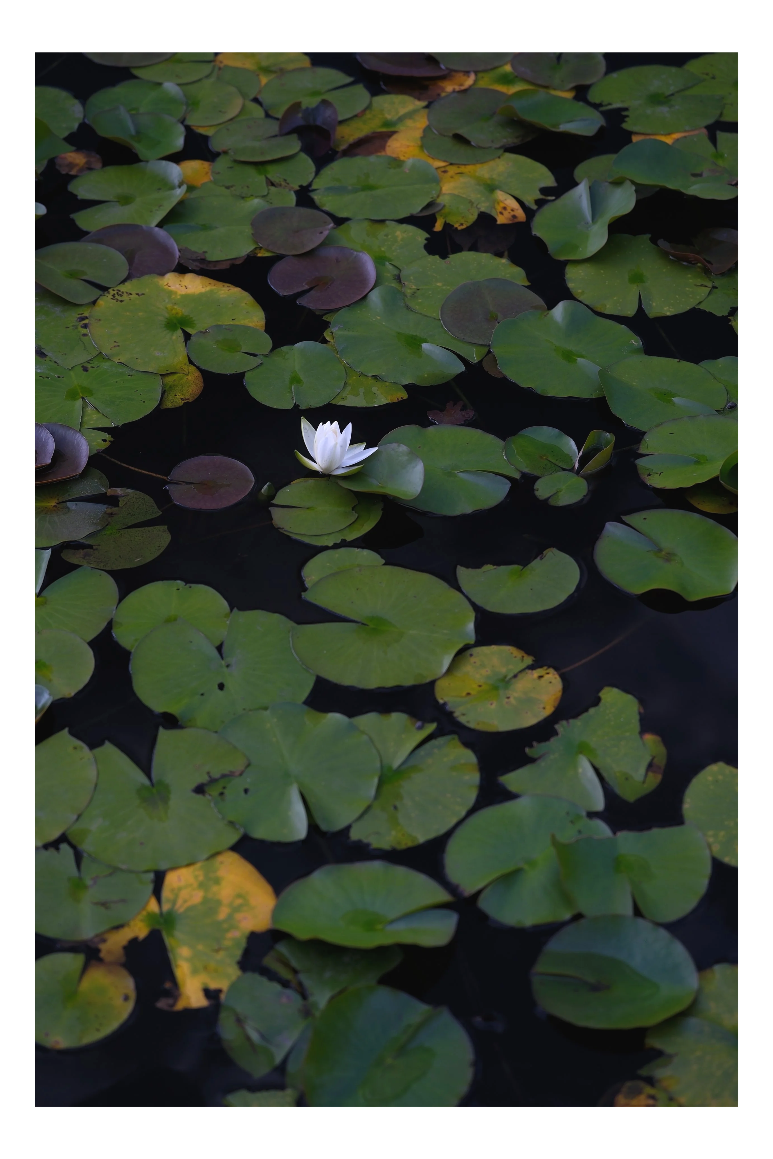 菖蒲池