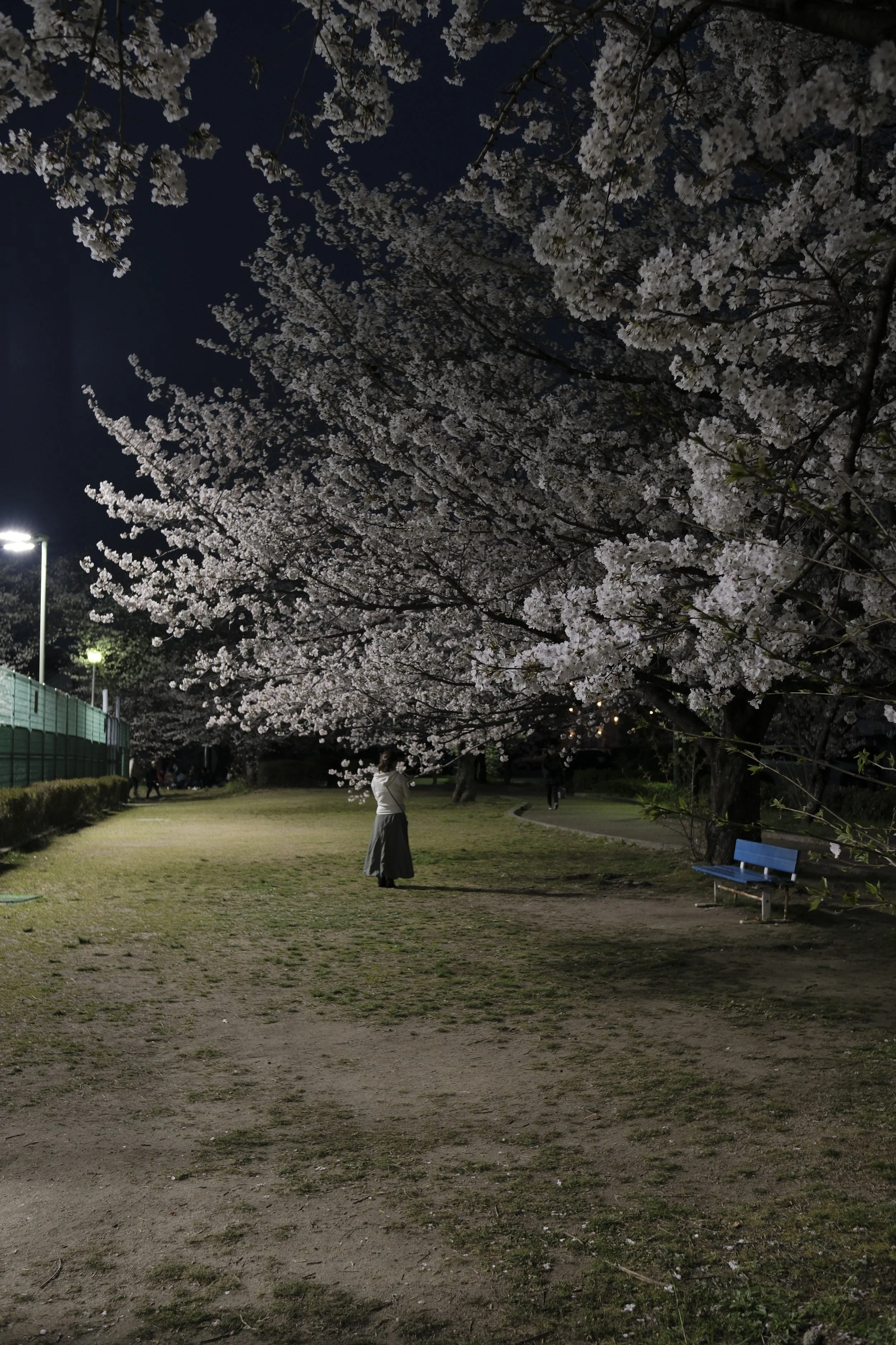 伏見港公園　桜