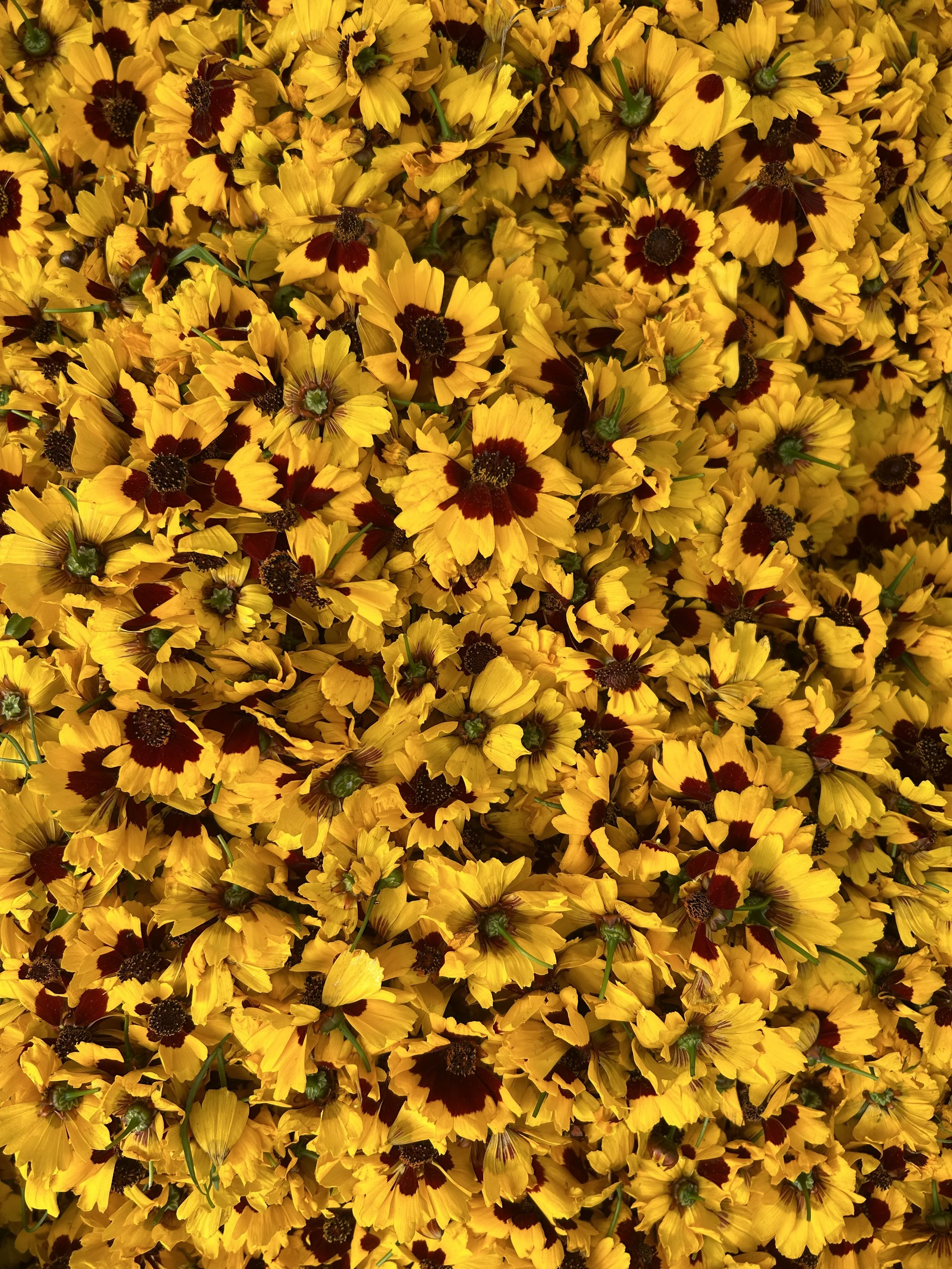 coreopsis.jpg