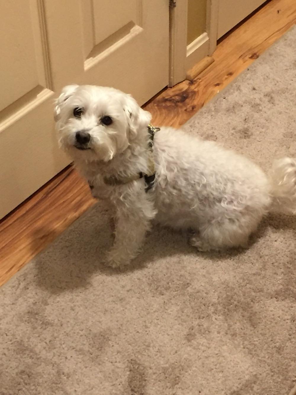 A small white fluffy dog sitting on a beige carpet, looking at the camera, next to a closed door with wooden trim.