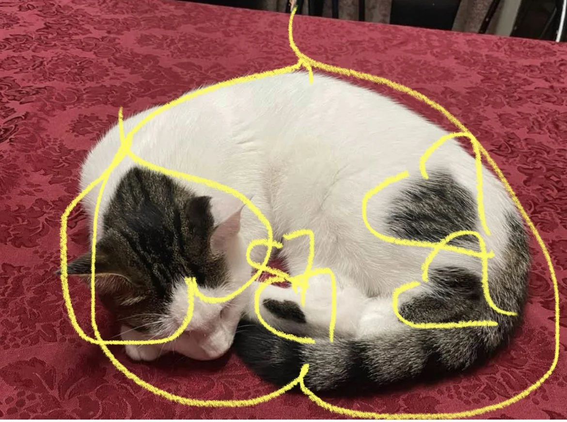 A white and gray tabby cat curled up sleeping on a red patterned surface with yellow doodle lines drawn over the cat.