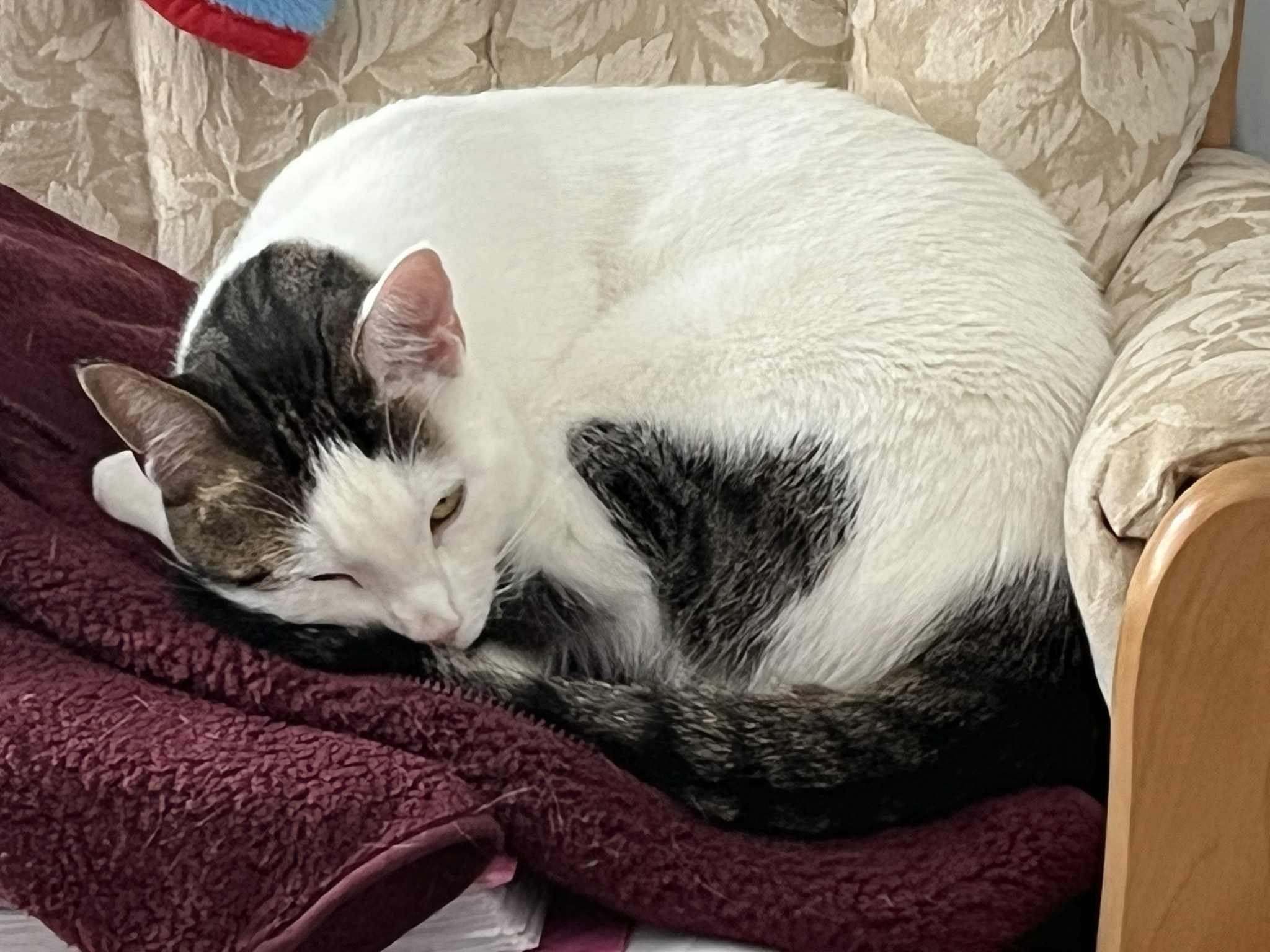 A white and tabby cat curled up and sleeping on a burgundy blanket on a cushioned chair.