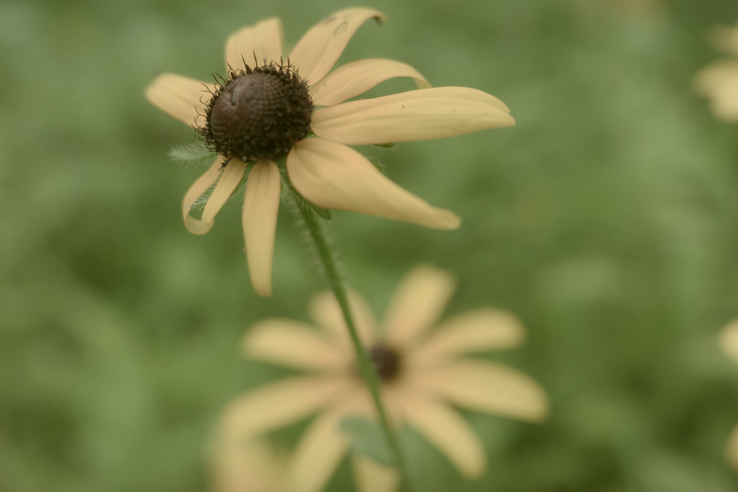 [flower][ricoh]brave flowers.jpeg
