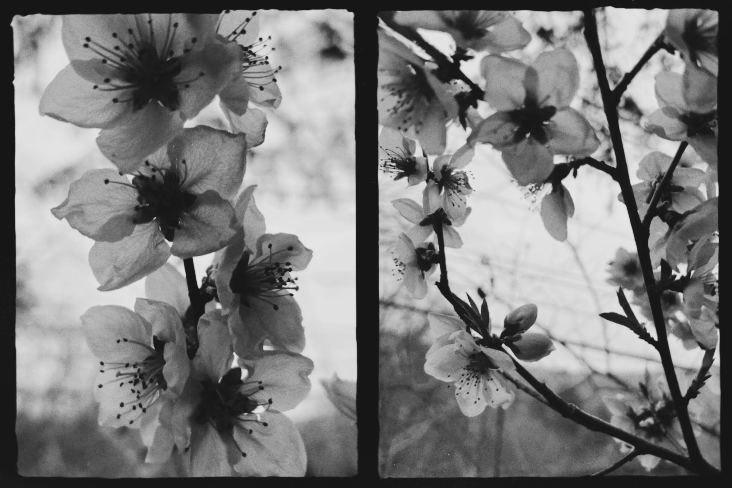 [flower][iphone]flower diptych.jpeg