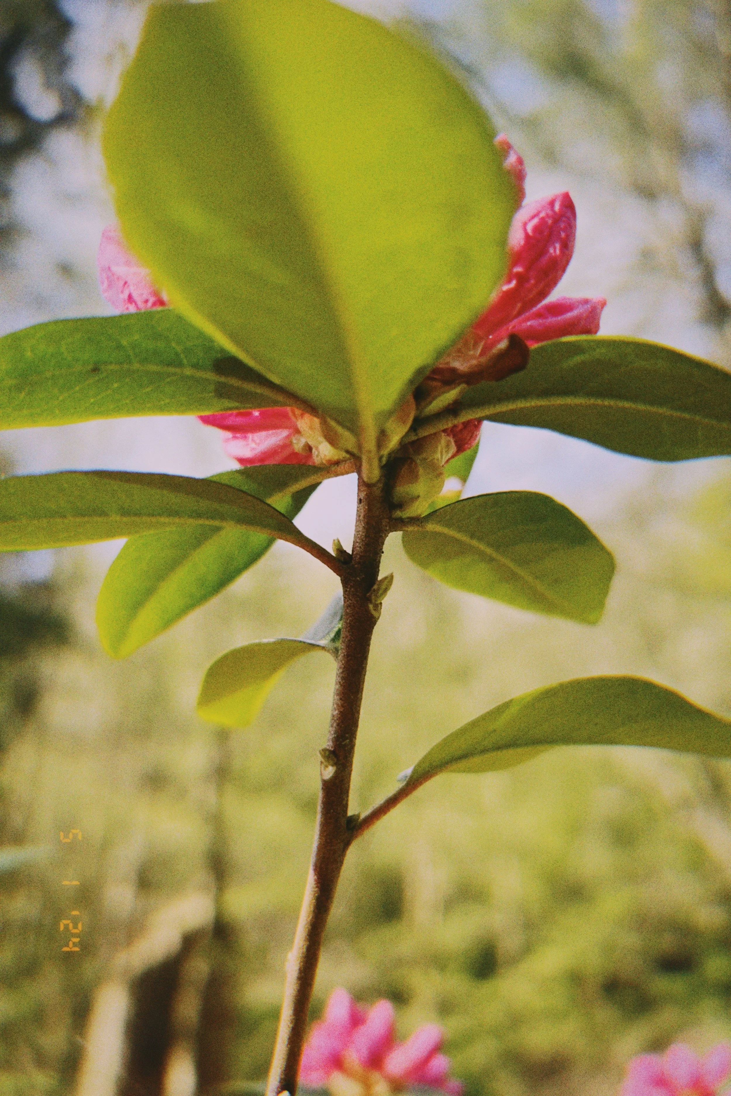 [flower][iphone]shy flower.jpeg