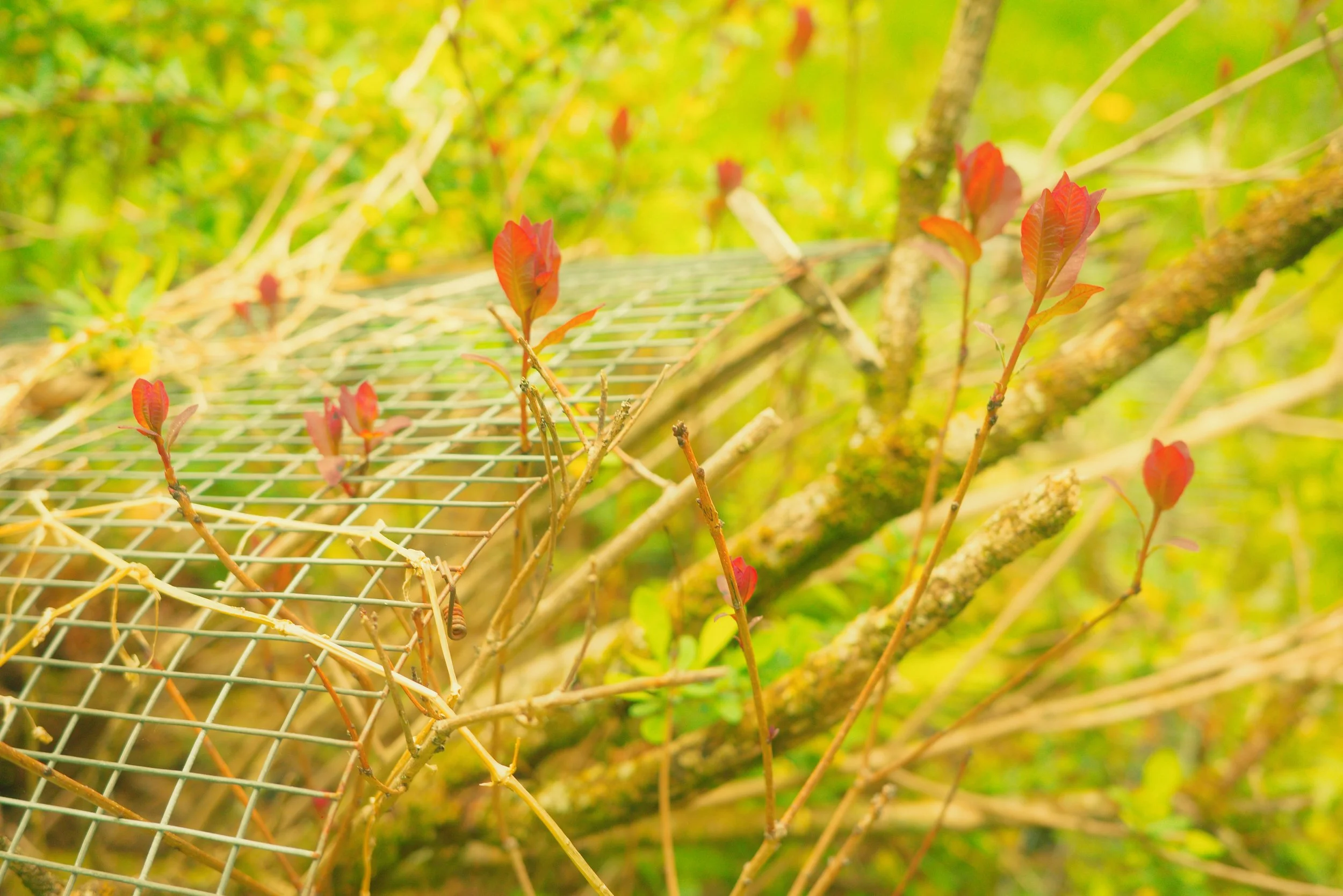 [ricoh][xpro][flower]screen buds.JPG