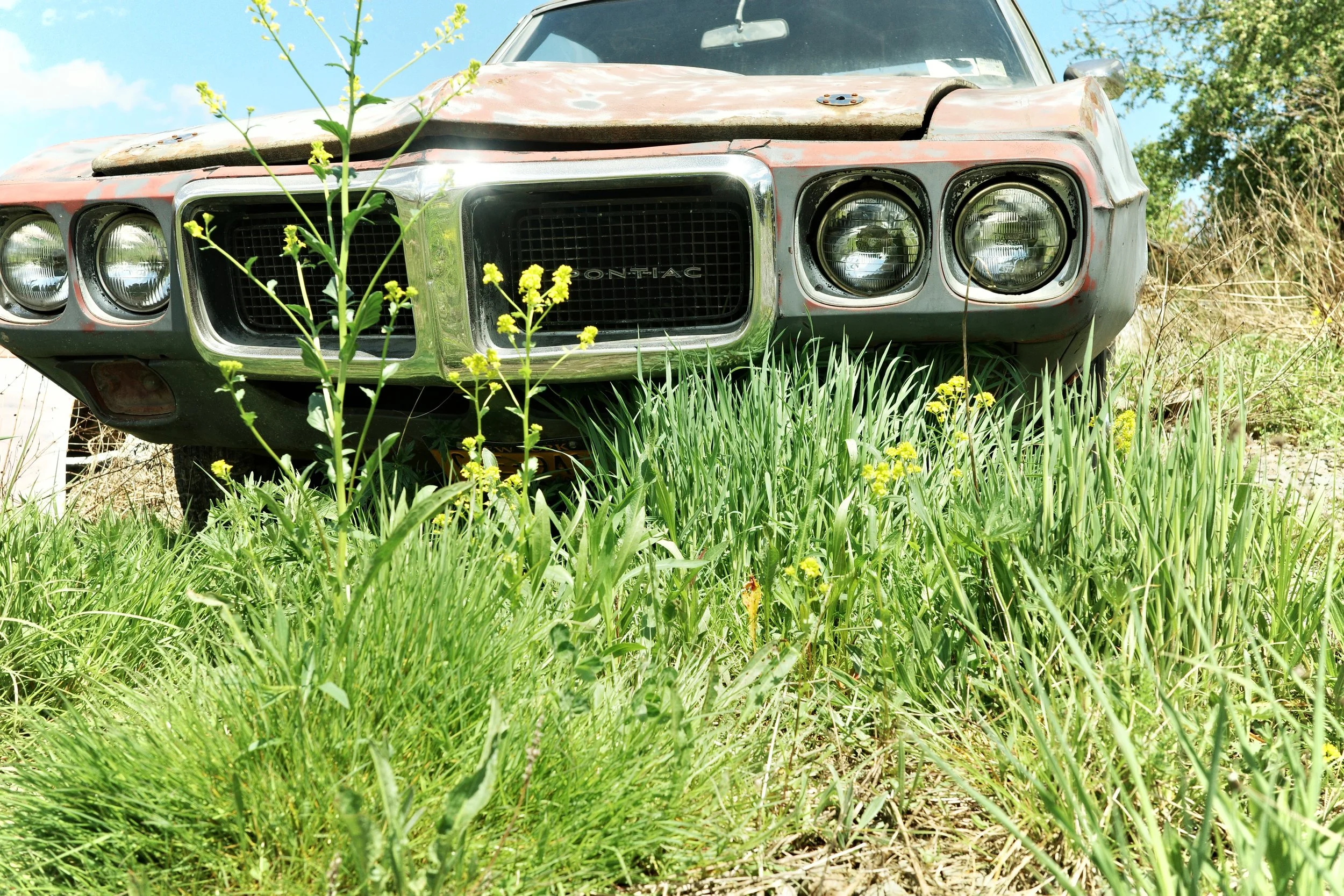 [vehicle][ricoh]grass pontiac.jpeg