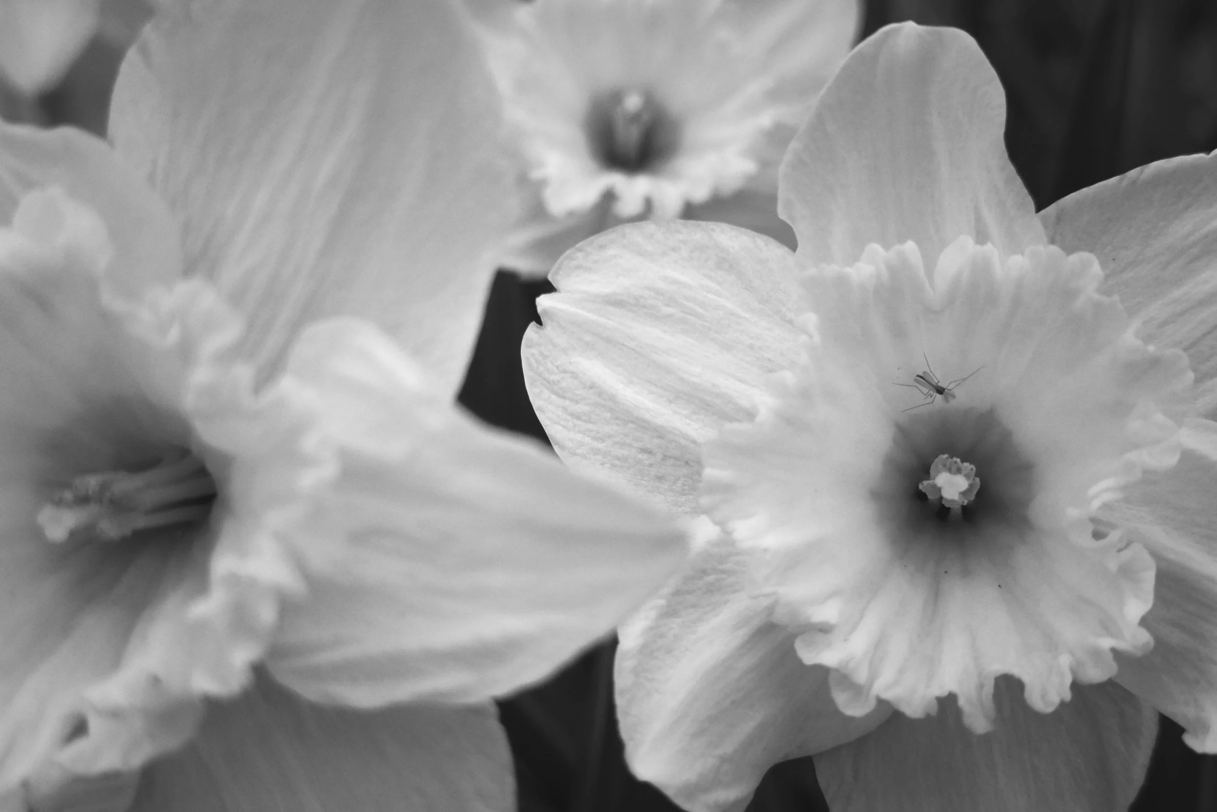 [iphone][trix][flower]with an ant.JPG