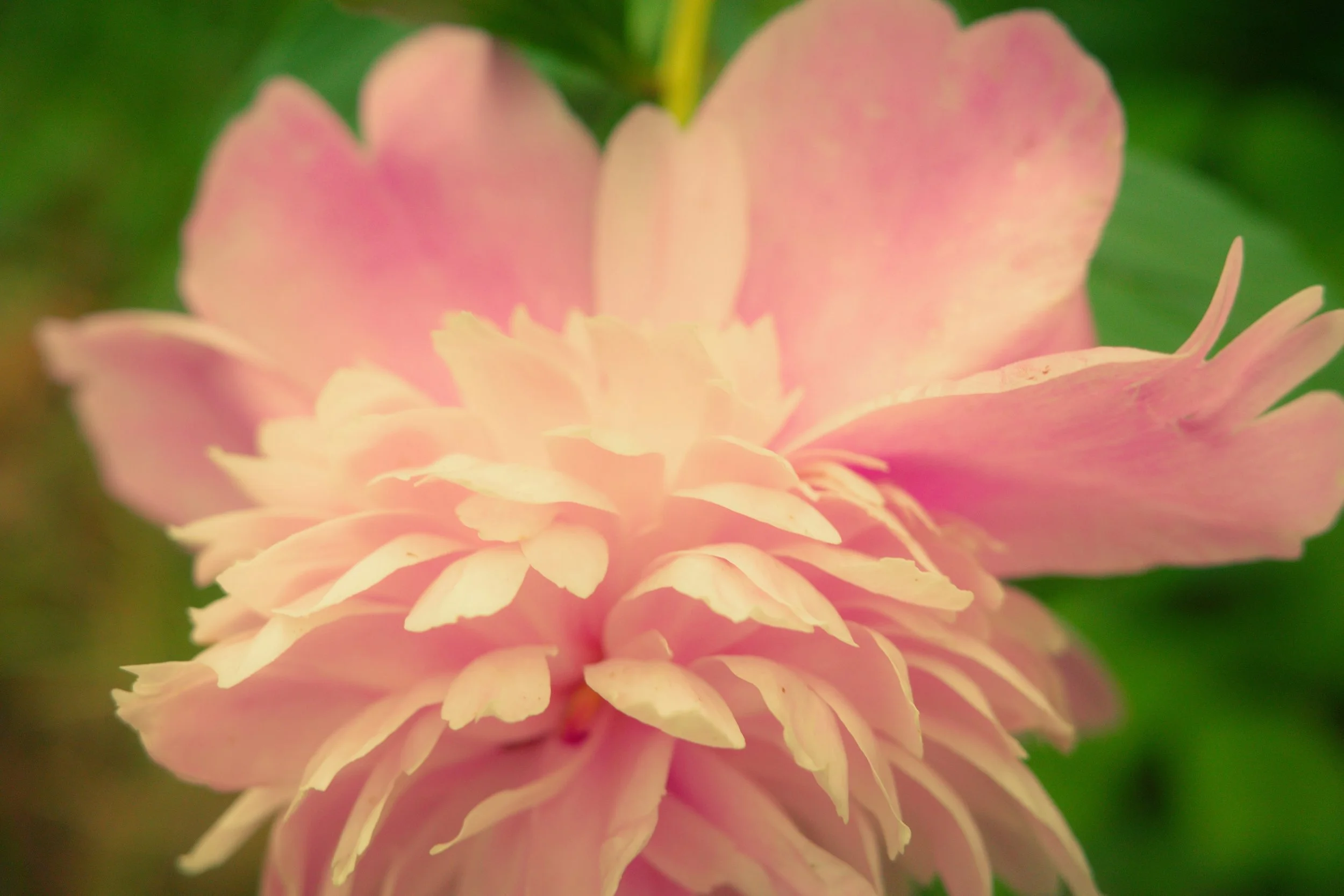 [flower][ricoh]flower cut.jpeg