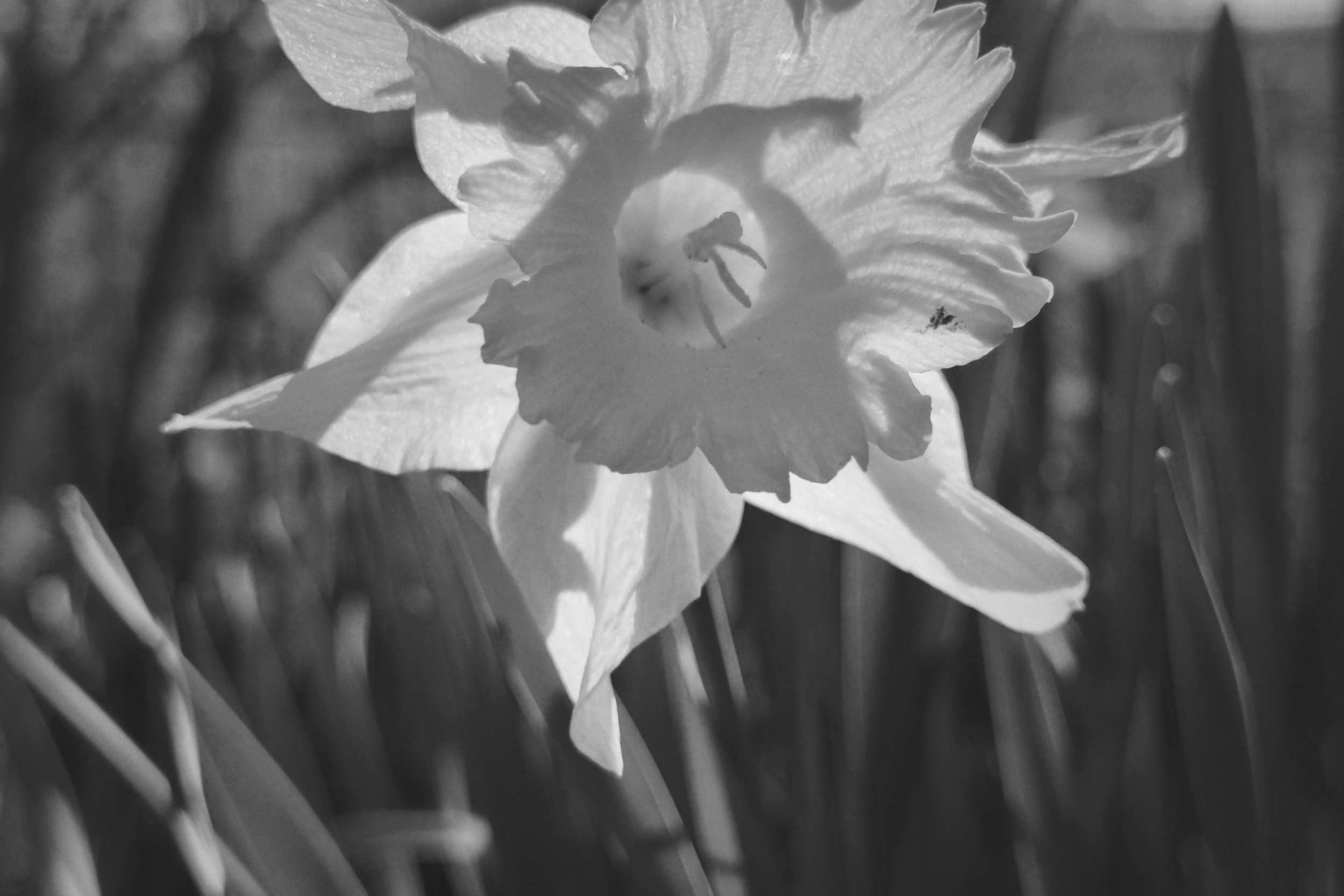 [iphone][trix][flower]sunlit daffodil.JPG