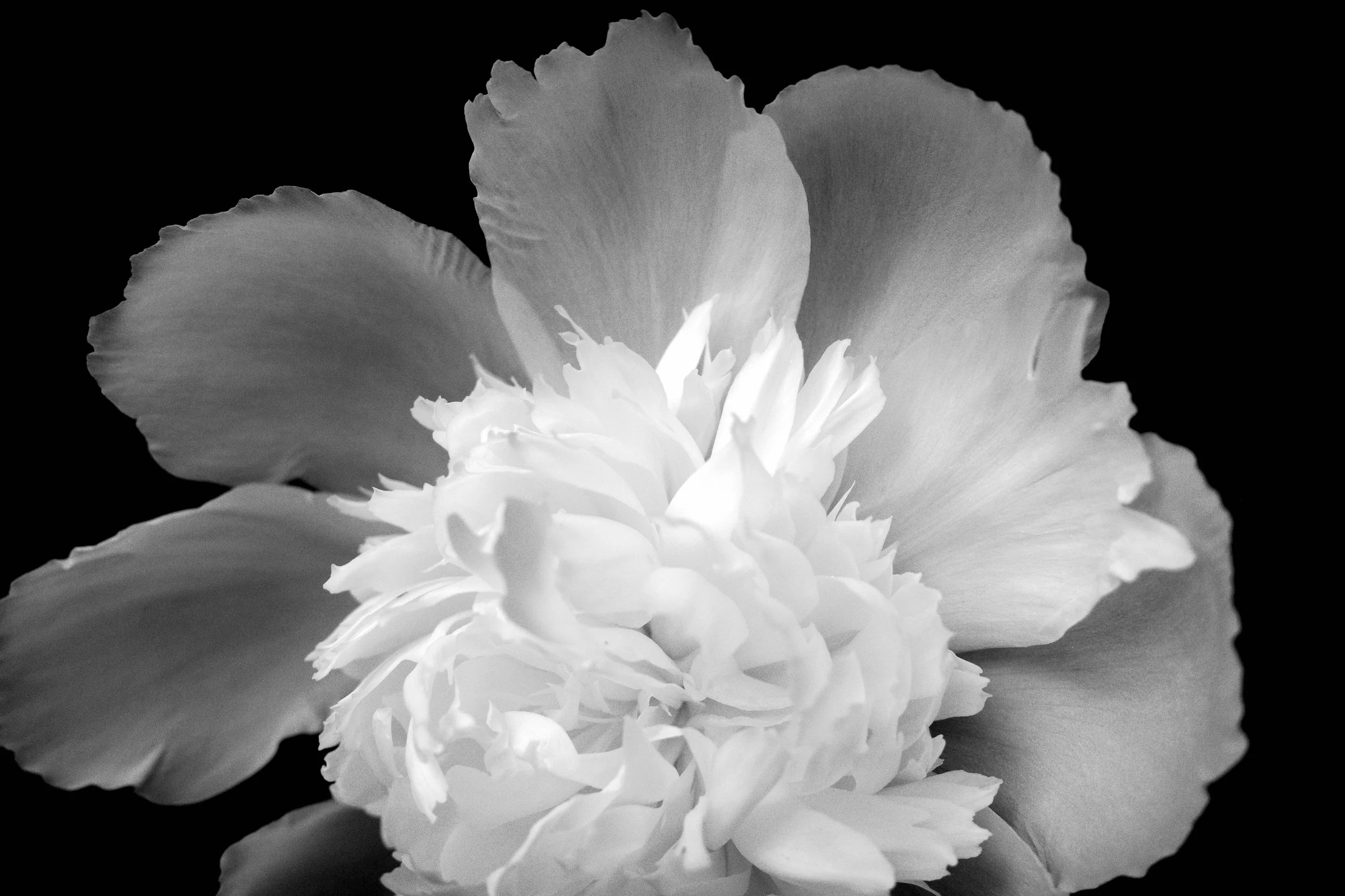 [flower][ricoh]noir flower.jpeg