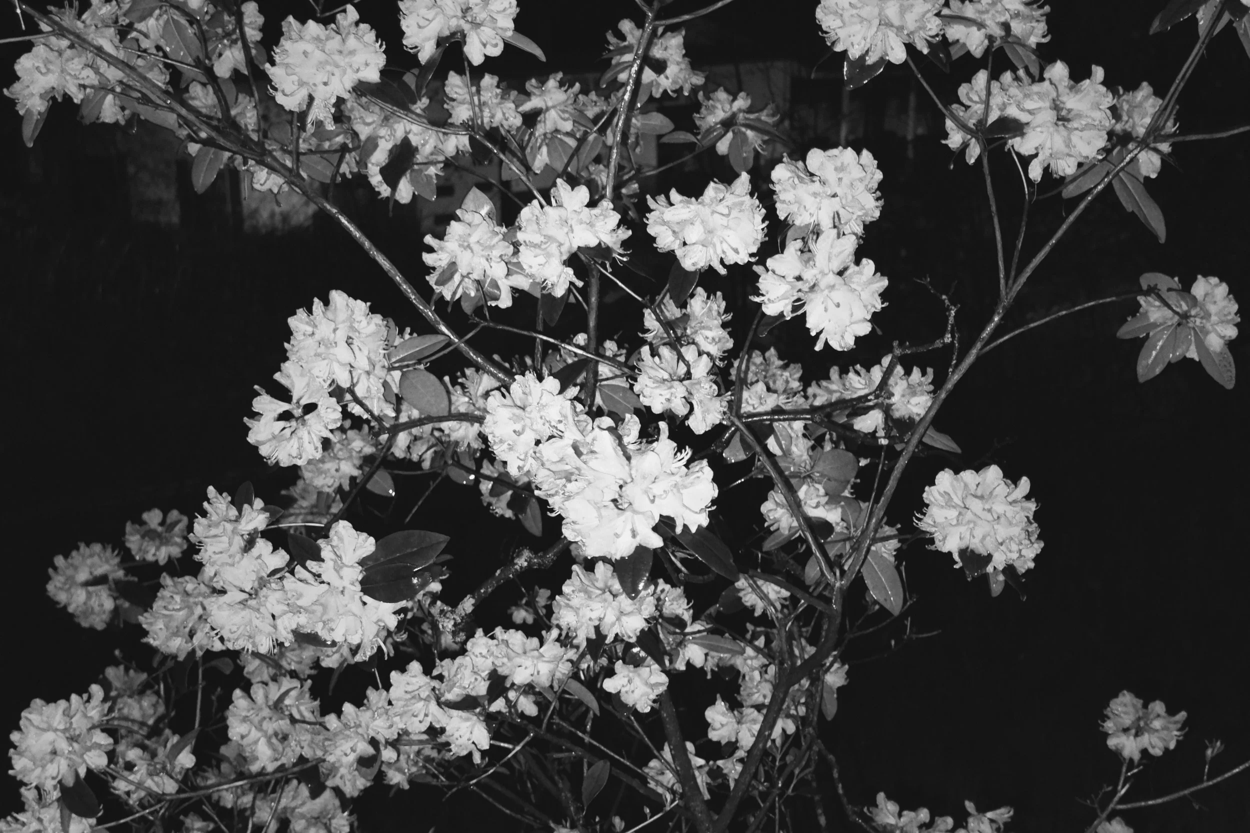 [iphone][trix][flower]flash bush.JPG