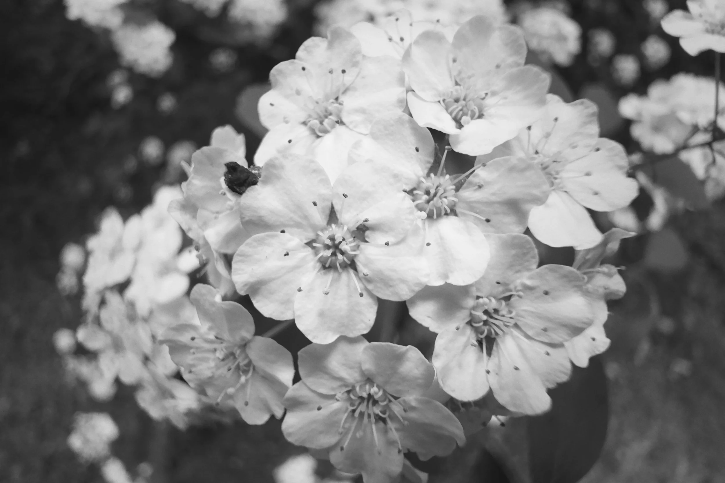 [iphone][trix][flower]intricate barbs.jpg