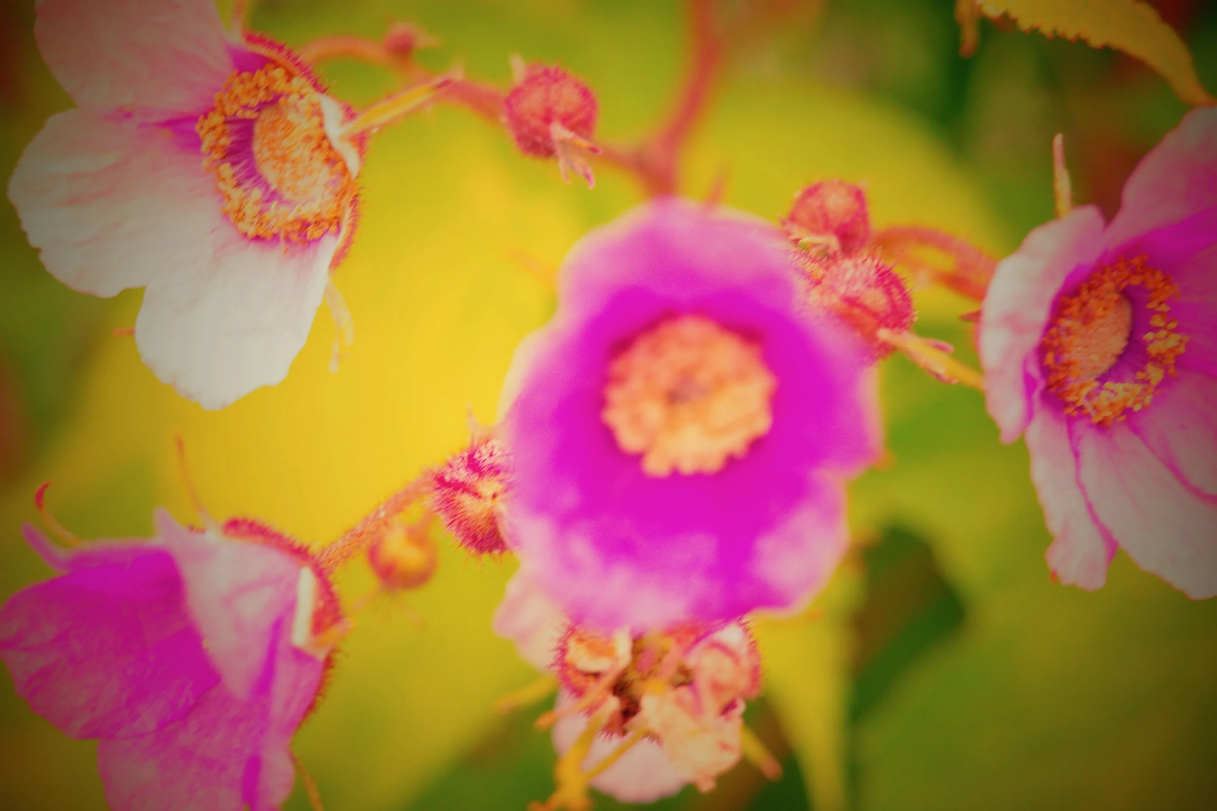 [flower][ricoh][xpro]pink flowers.jpeg