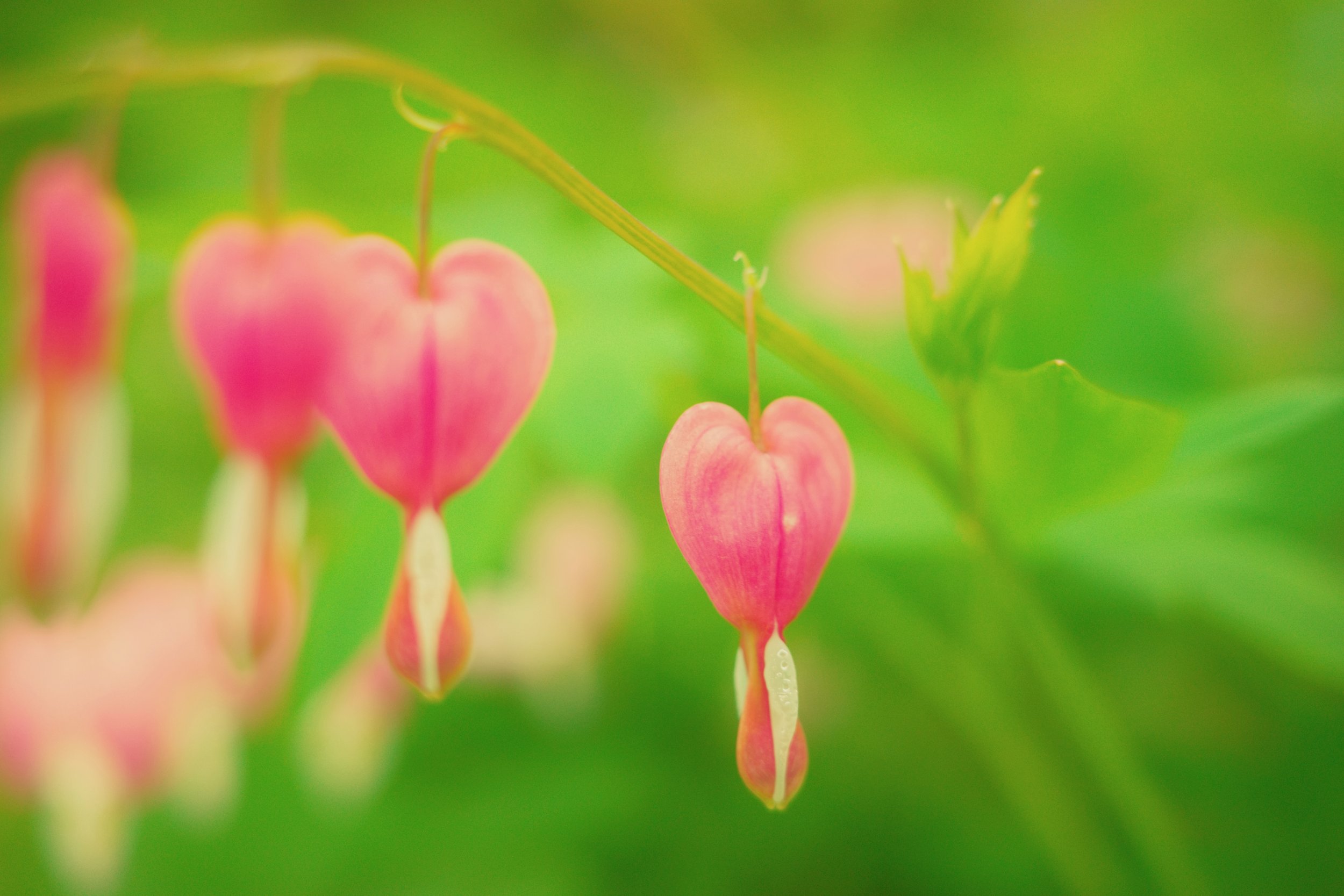 [flower][ricoh]heart drops.jpeg
