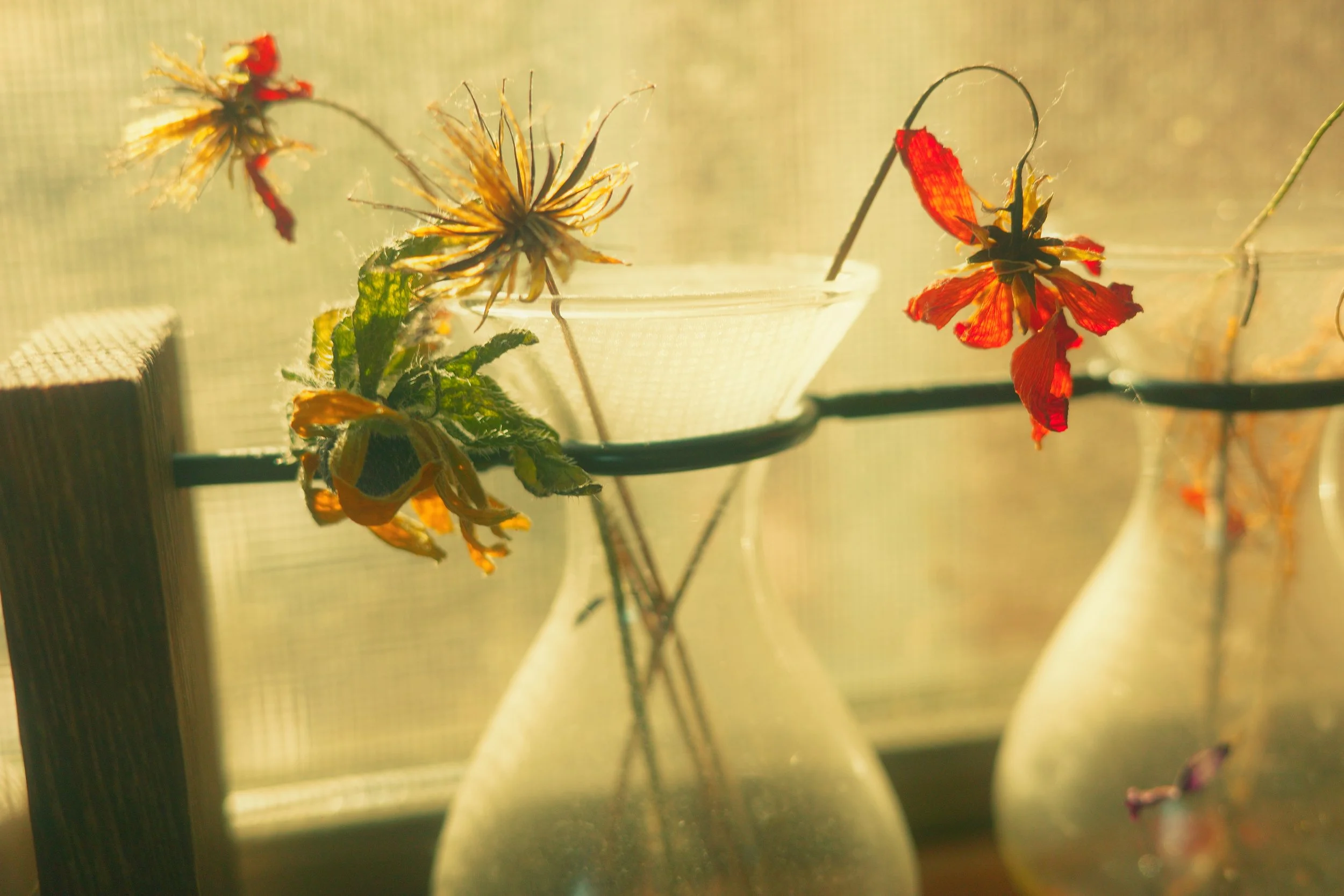 [xpro][ricoh][flower]flower vase window.jpg