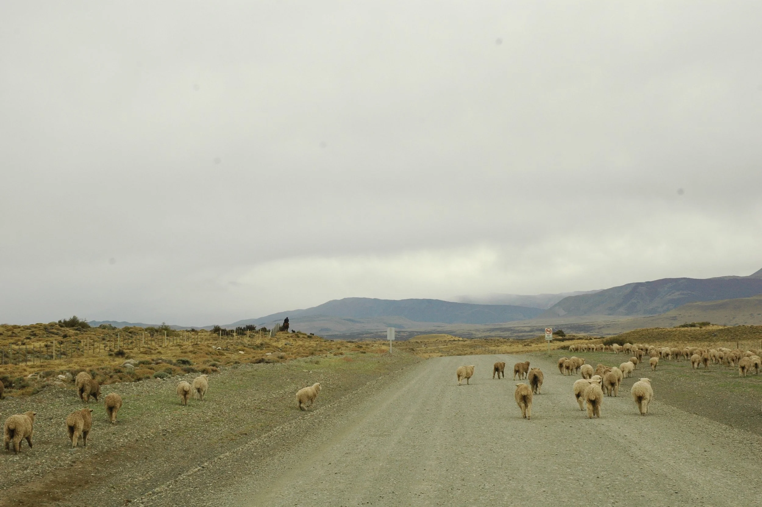 corderos sobre ruta 40