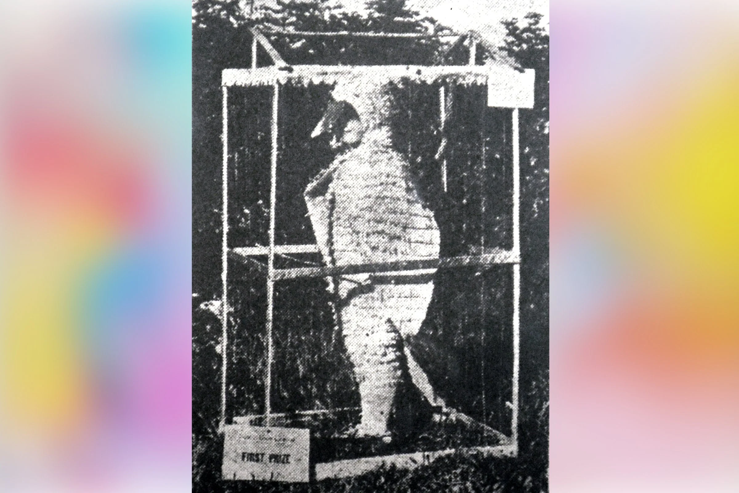  Tweet, Tweet  Mary Whitmarsh