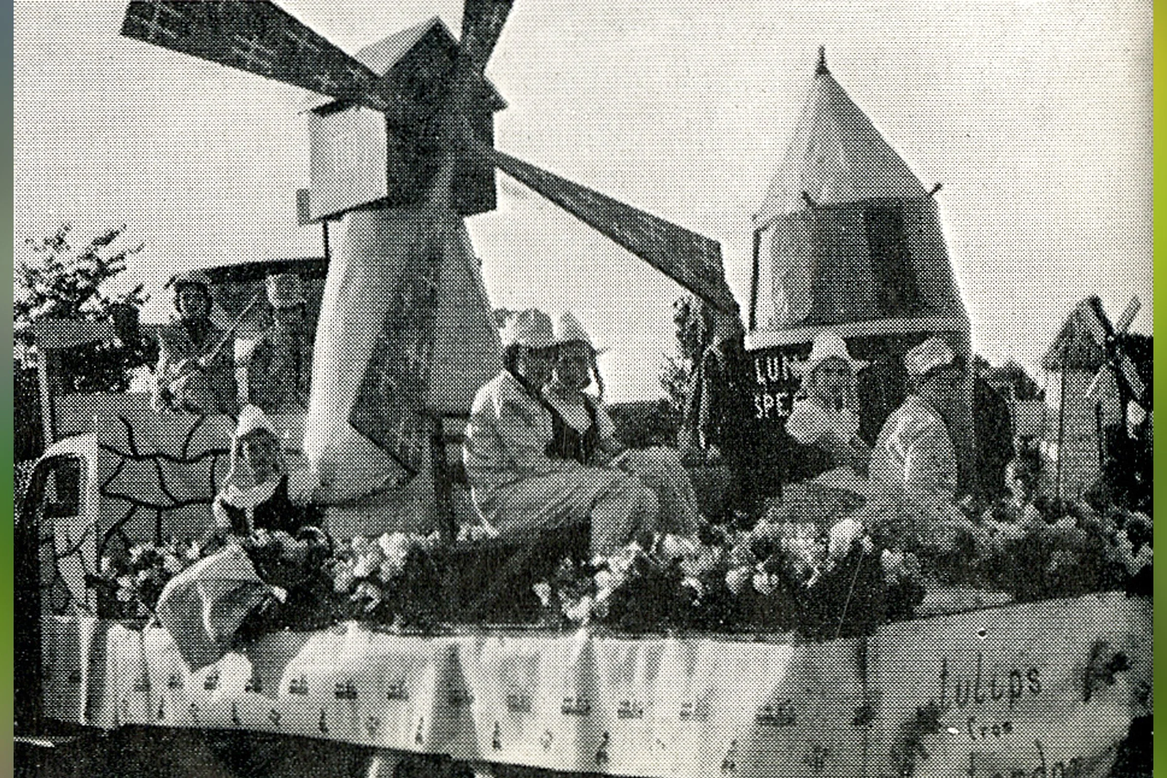 Tulips from Amsterdam - Express Dairies winning entry