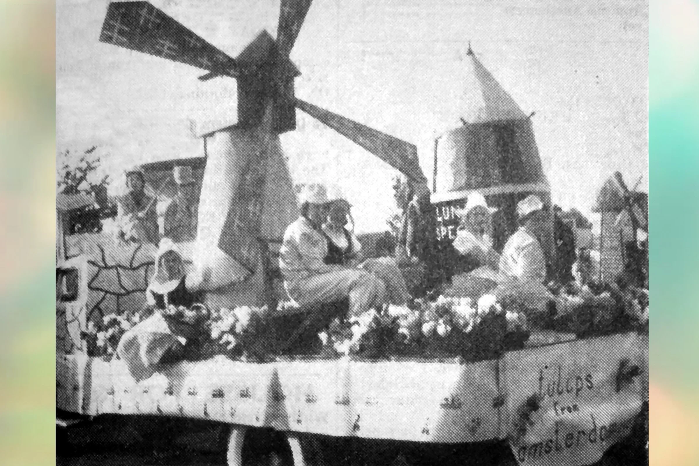 Tulips from Amsterdam - Express Dairy Sports & Social Club