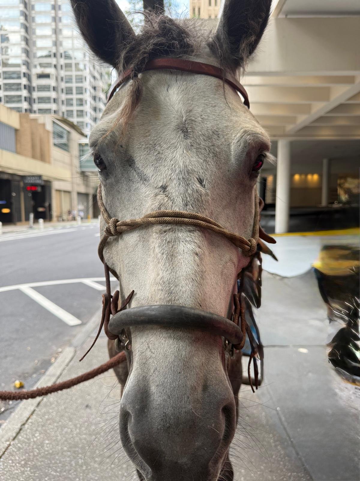 What a powerful, inspiring, and exclusive event at this year&rsquo;s 2026 National Association of Black Journalists Convention in downtown Atlanta.

More than 50 attendees gathered for the screening of "Brannu: The Urban Horseman", witnessi