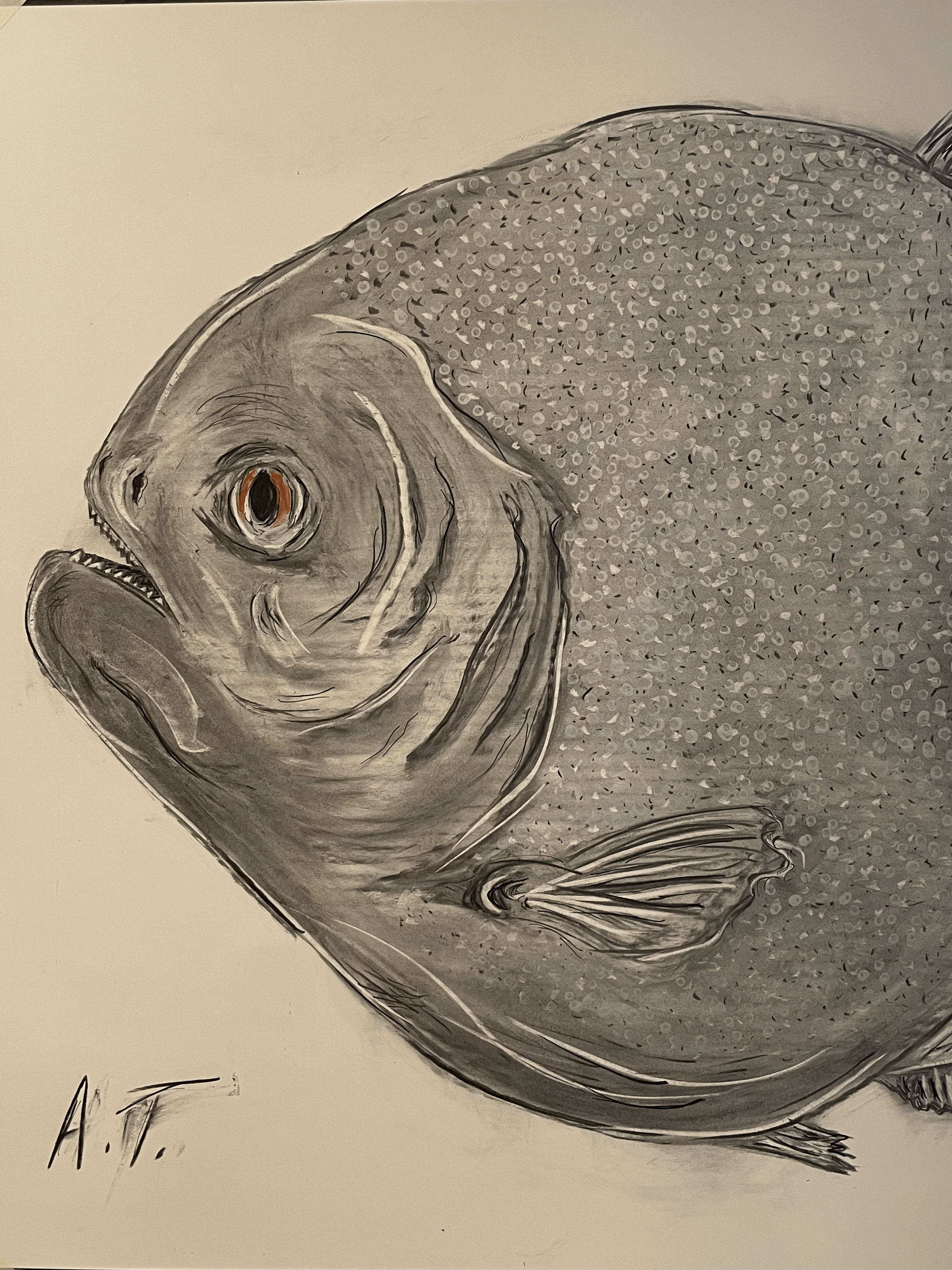 RB Piranha as Juvenile, 2026. (AVAILABLE)