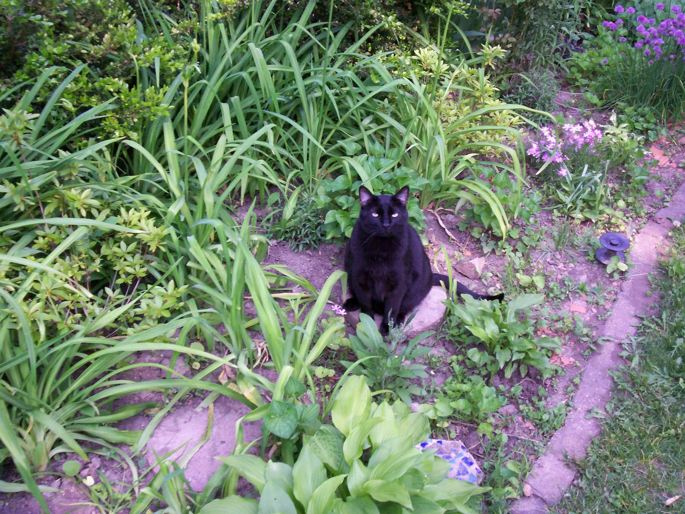 Black cat sitting on stone in a garden with green plants and purple flowers.