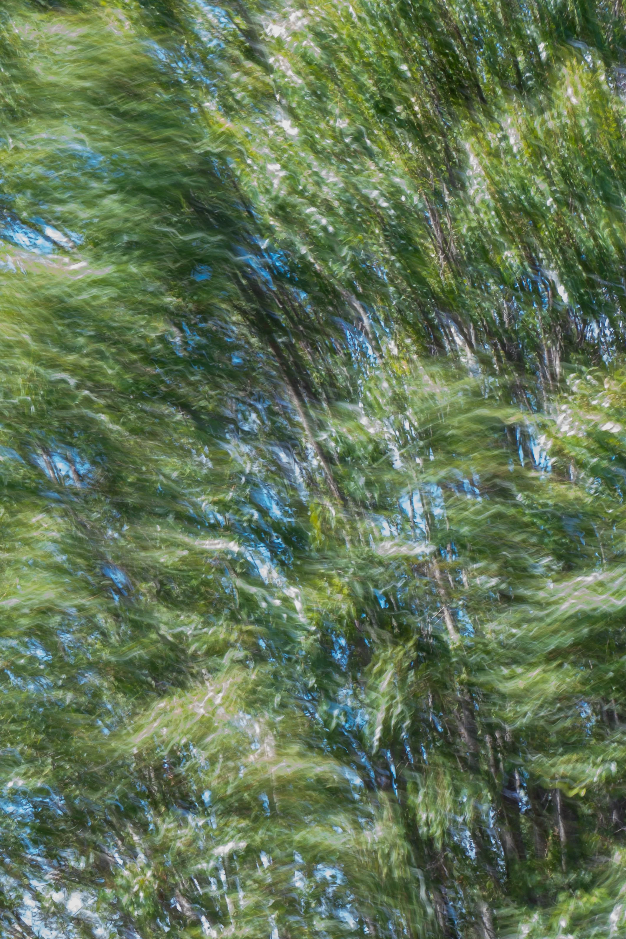 NZF_5377-2-2.jpeg